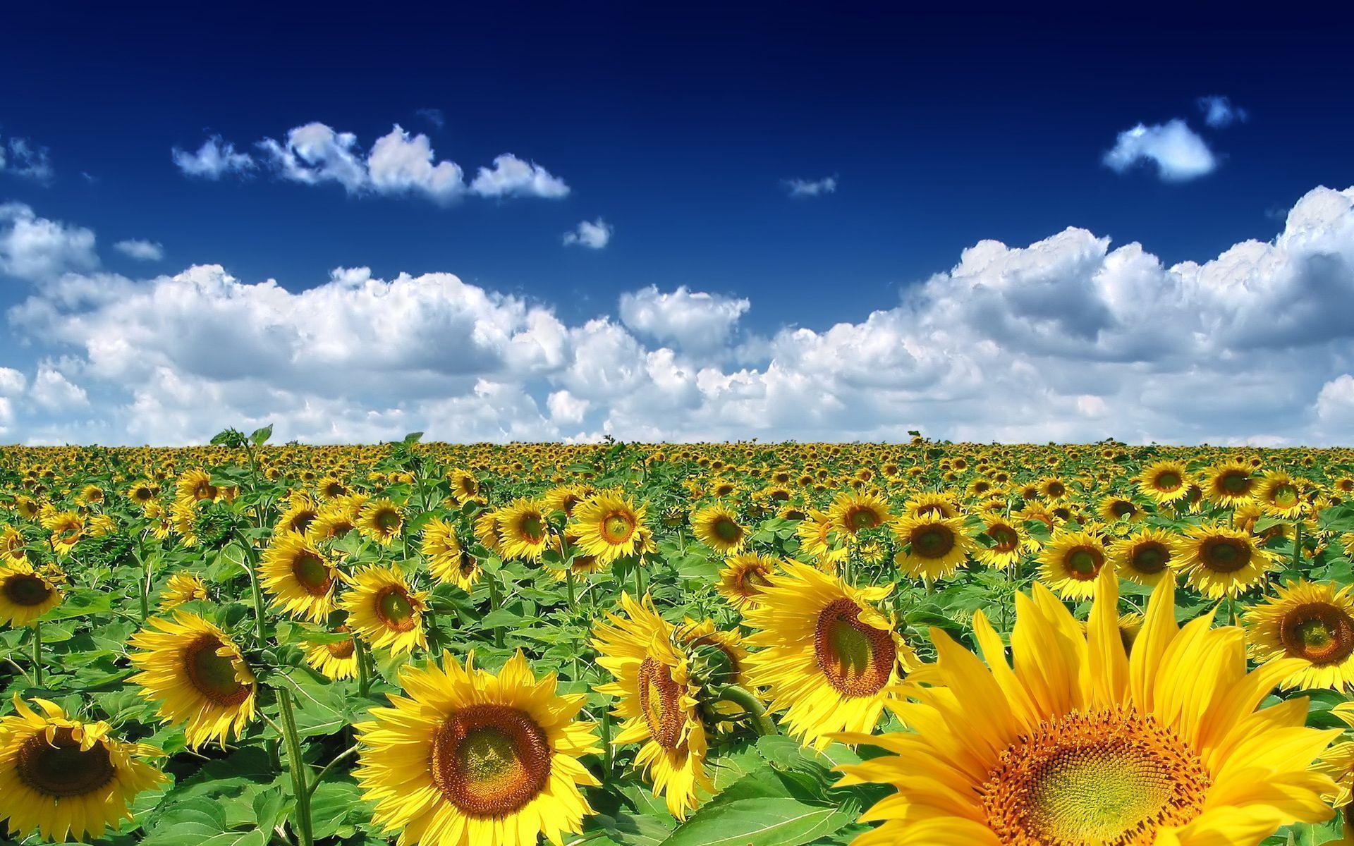 Girasole giallo in serra, 950x1365 Full HD Verticale, Smartphone