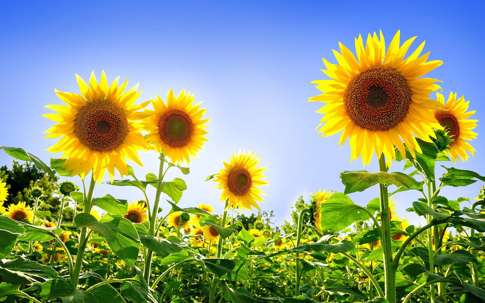 Campo di girasoli, 1600x1000 HD, Laptop