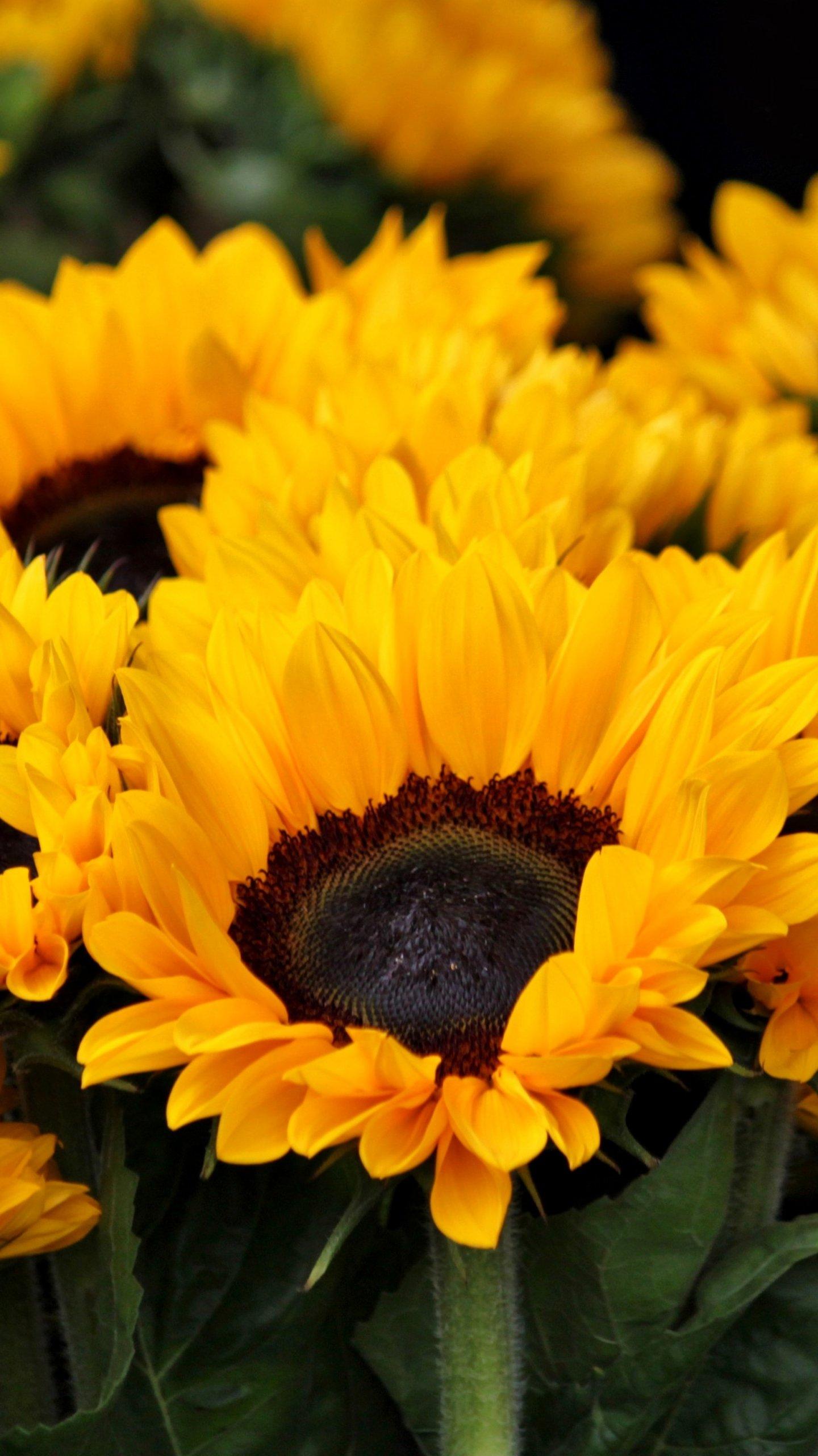 Girasole giallo con testo, 768x1365 Full HD Verticale, iPhone