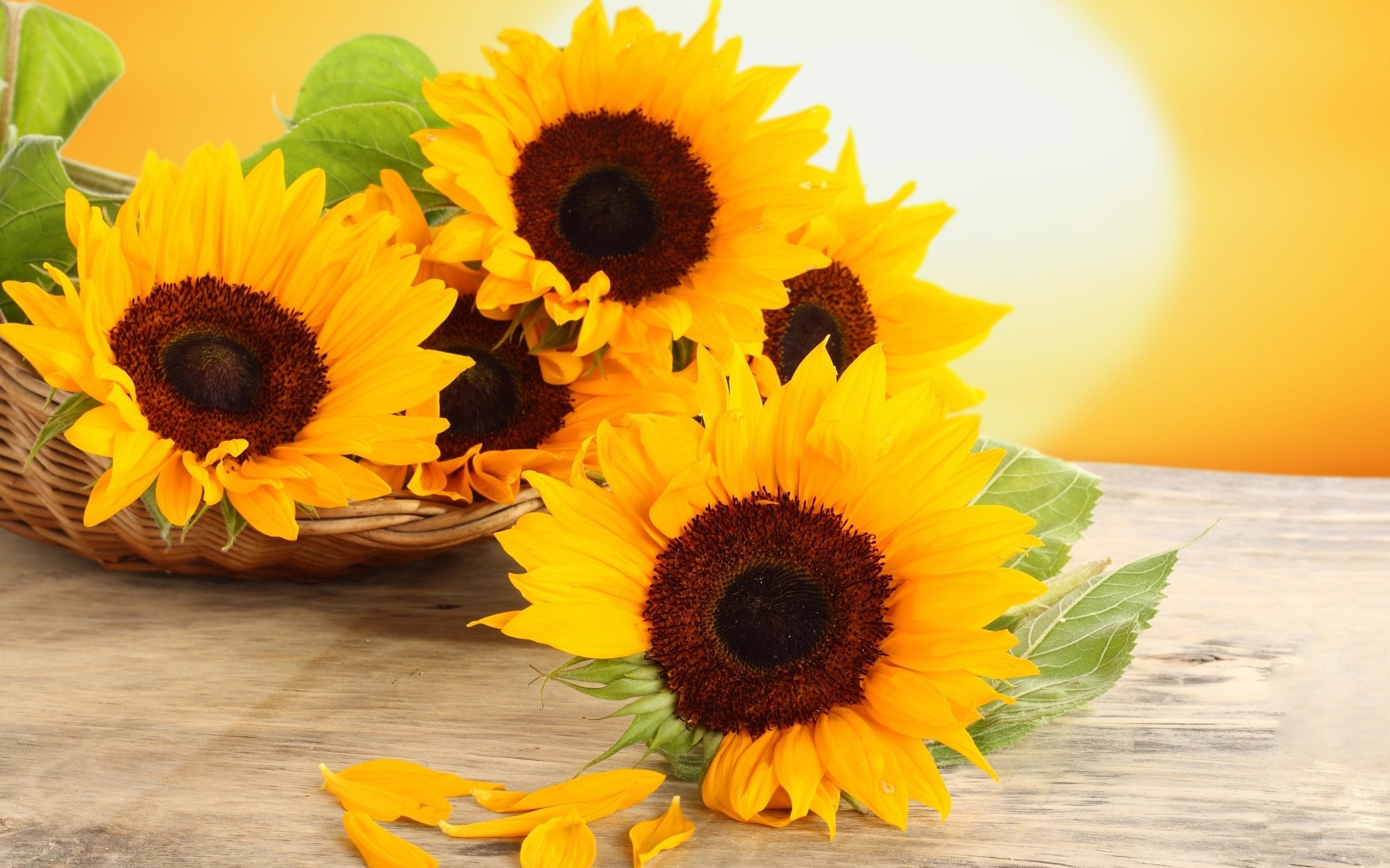 Girasoli gialli in cesto, 2560x1600 2K+, Desktop