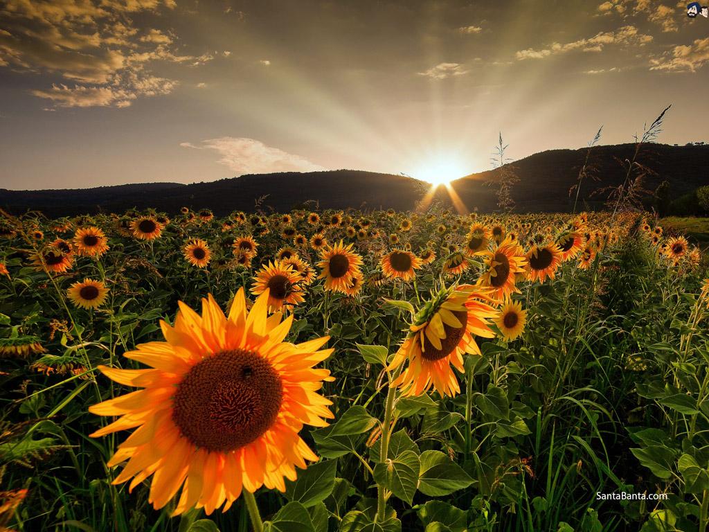 Girasoli gialli in primo piano, 1440x2560 Verticale, Mobile