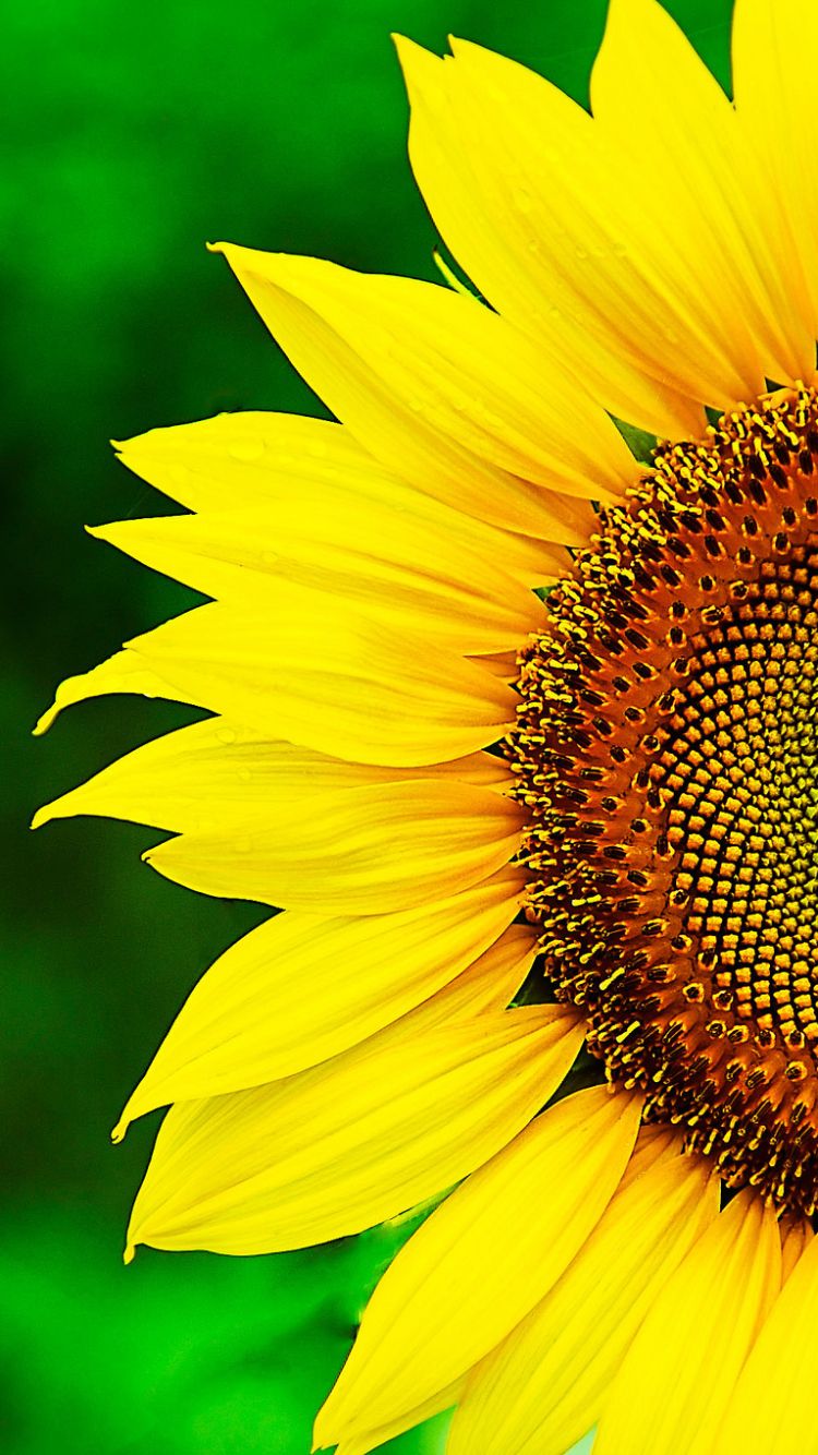 Campo di girasoli al tramonto, 1024x768 HD, iMac