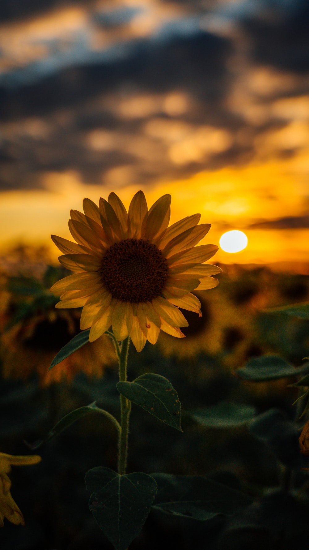 Girasole al tramonto, 1000x1778 Verticale, Mobile