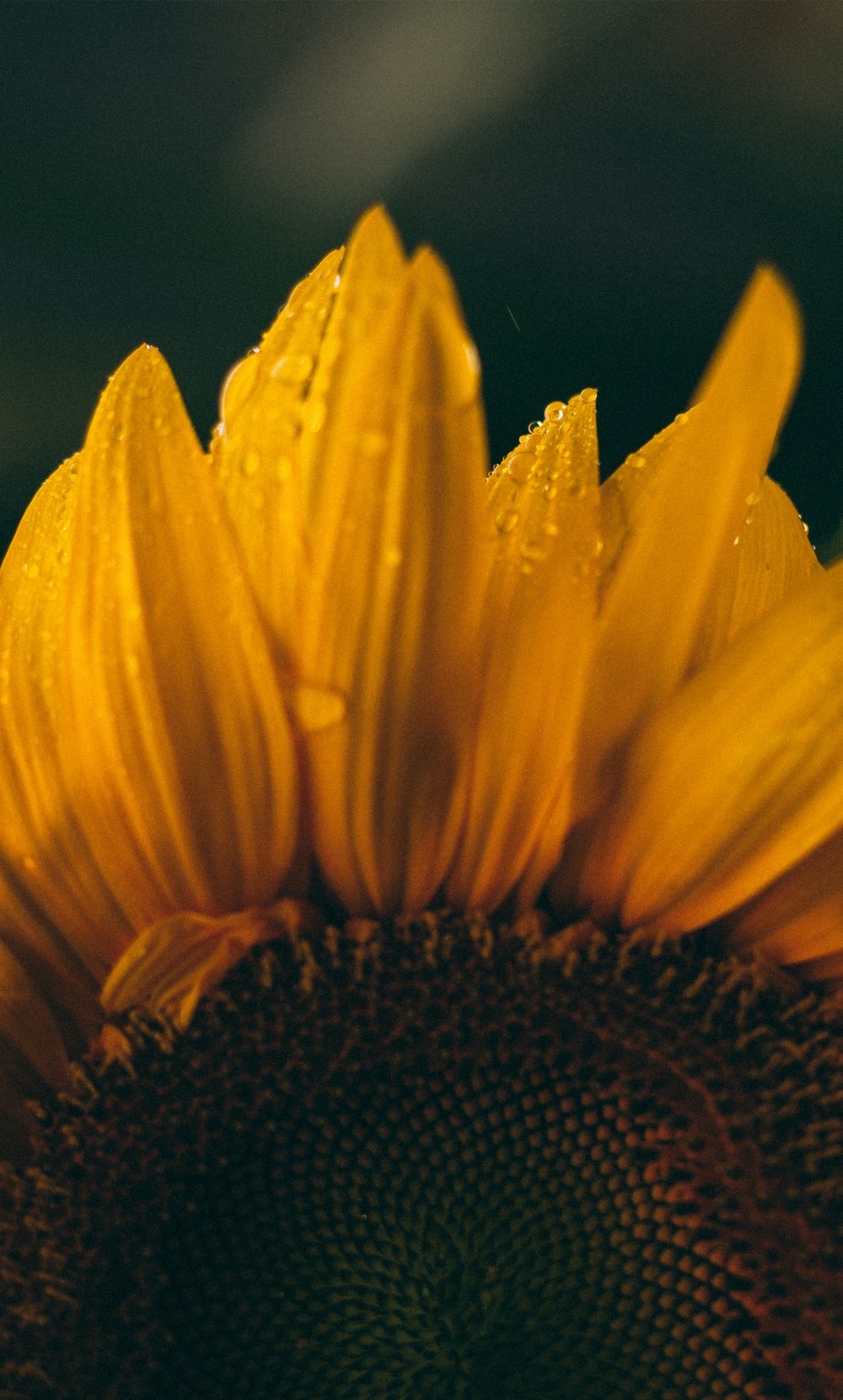 Girasole giallo su verde, 750x1334 Verticale, Telefono