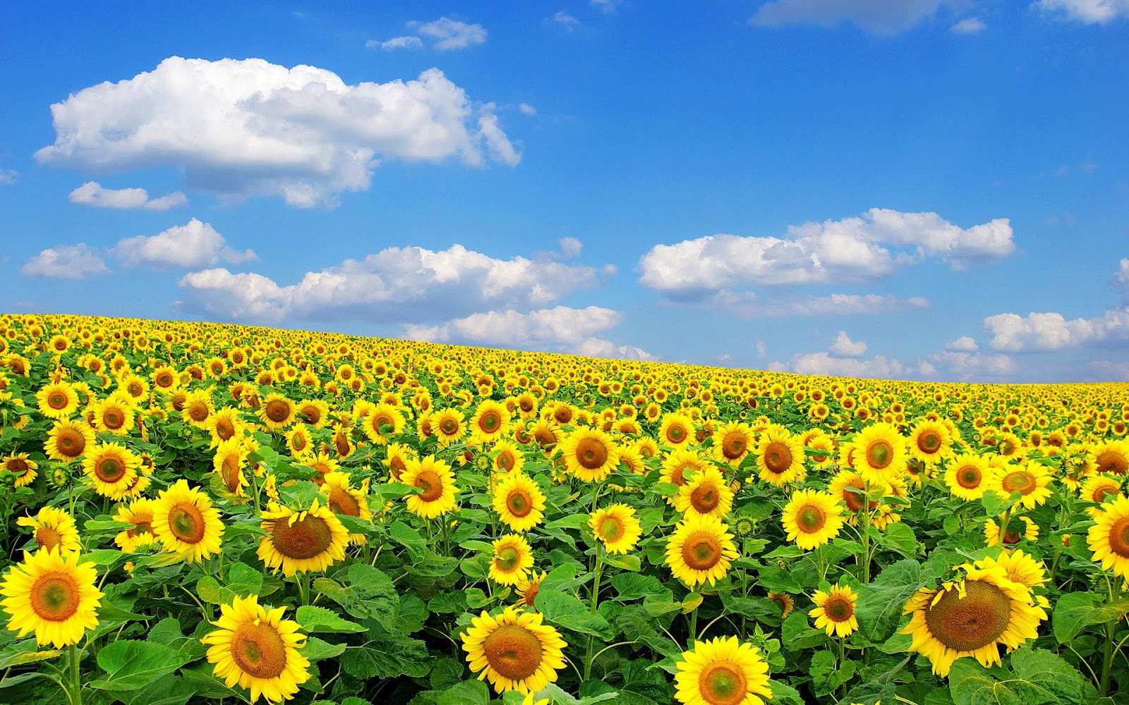 Girasole giallo con gocce d'acqua, 1000x1661 Full HD Verticale, iPhone