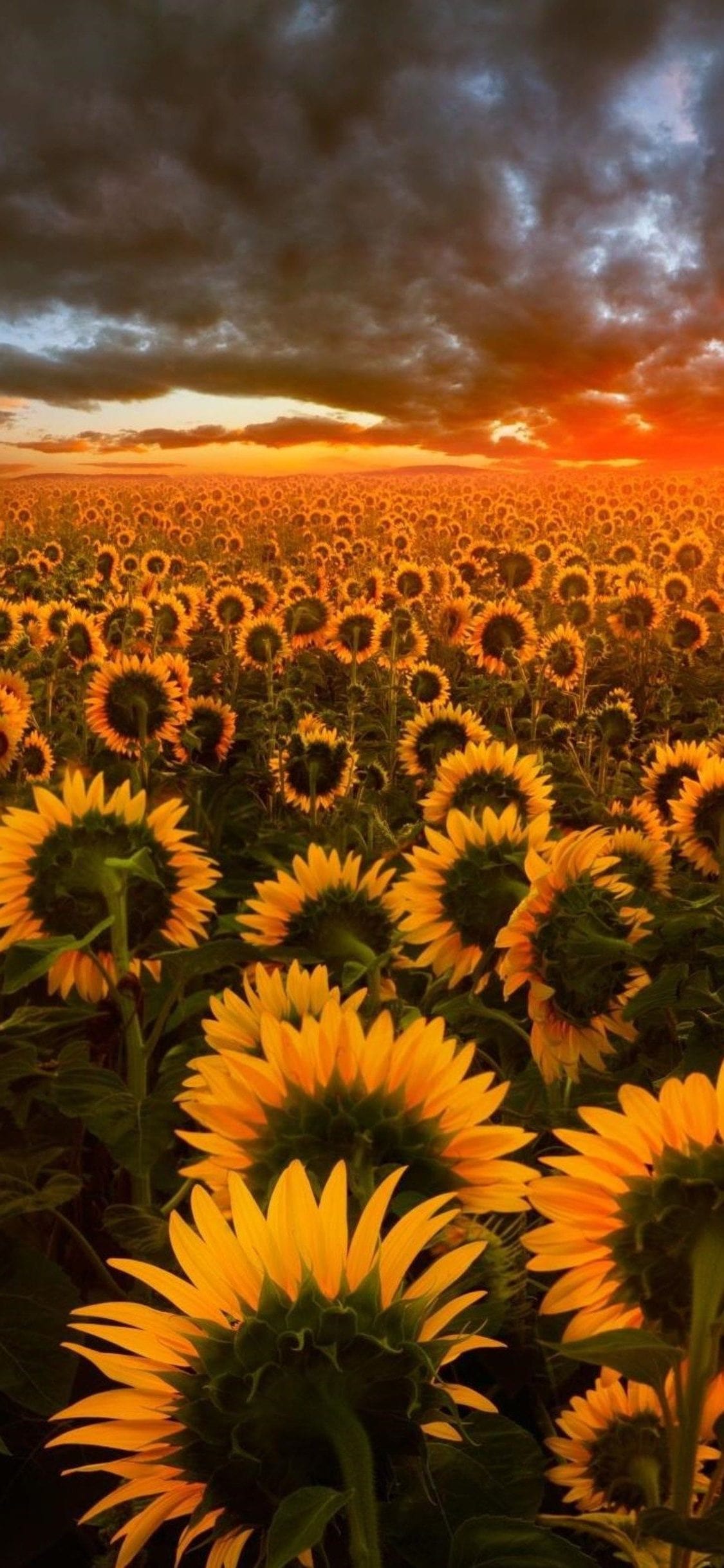 Campo di girasoli, 1600x1000 900p, Desktop