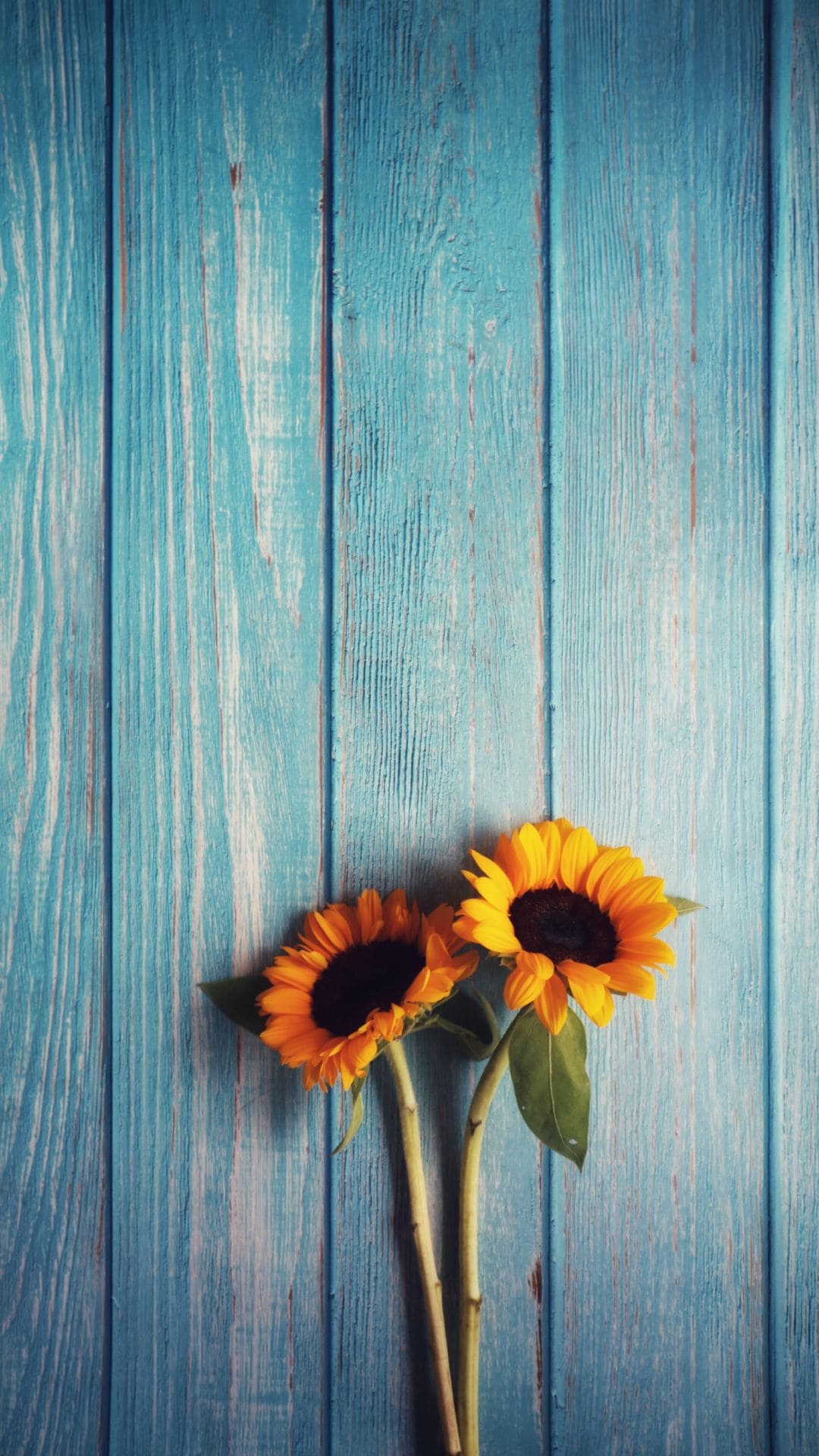 Girasoli su legno turchese, 1080x1920 Full HD Verticale, iPhone