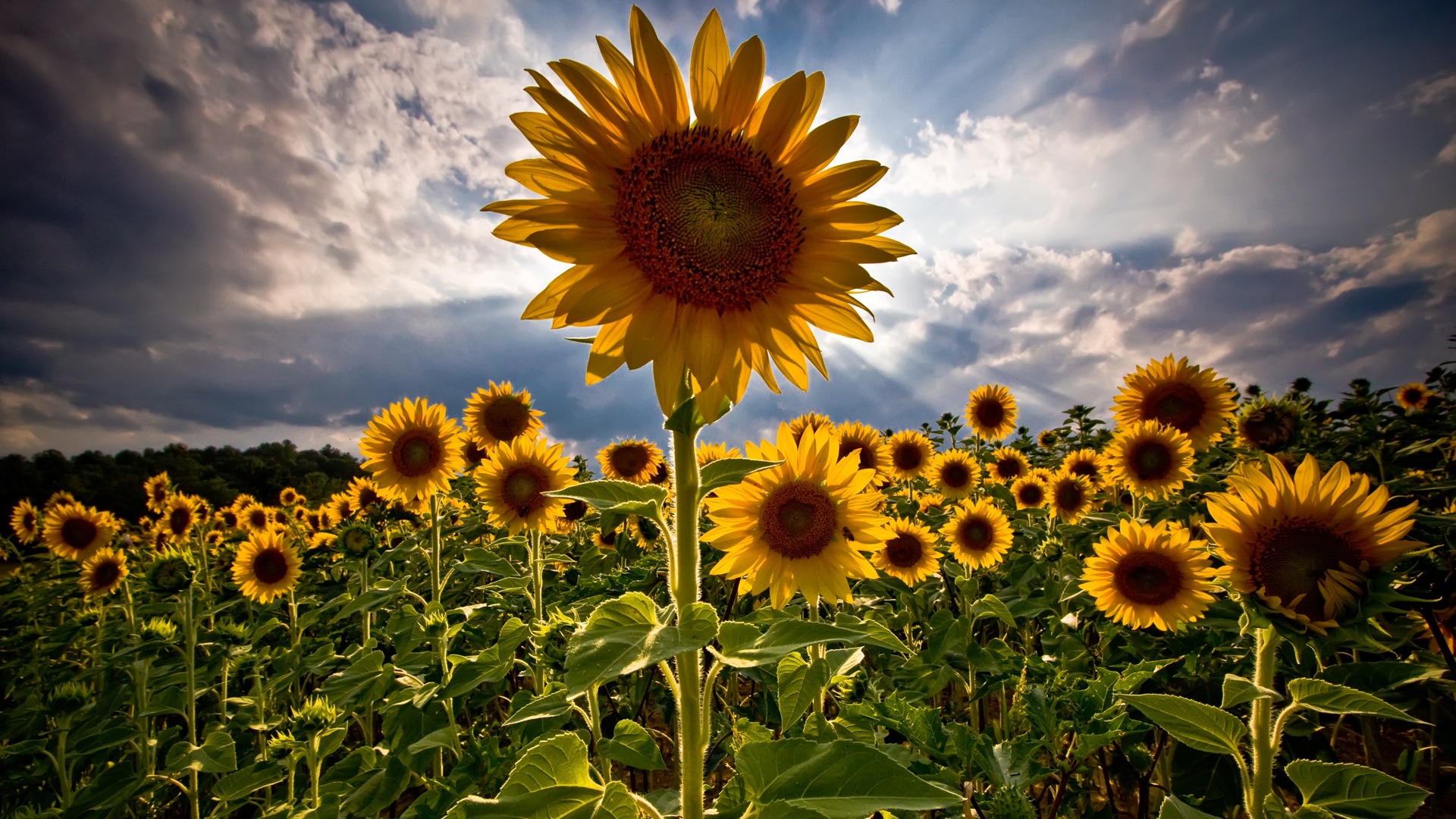 Campo di girasoli al tramonto, 1125x2436 Full HD Verticale, Smartphone