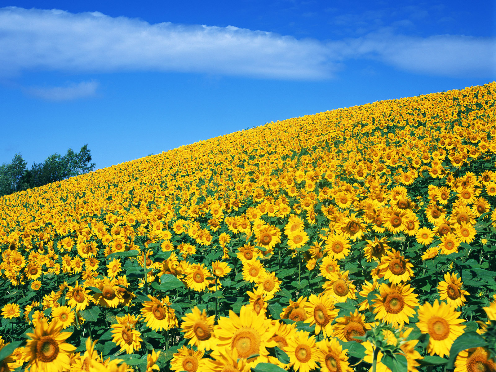 Campo di girasoli, 1920x1080 Full HD, PC Desktop