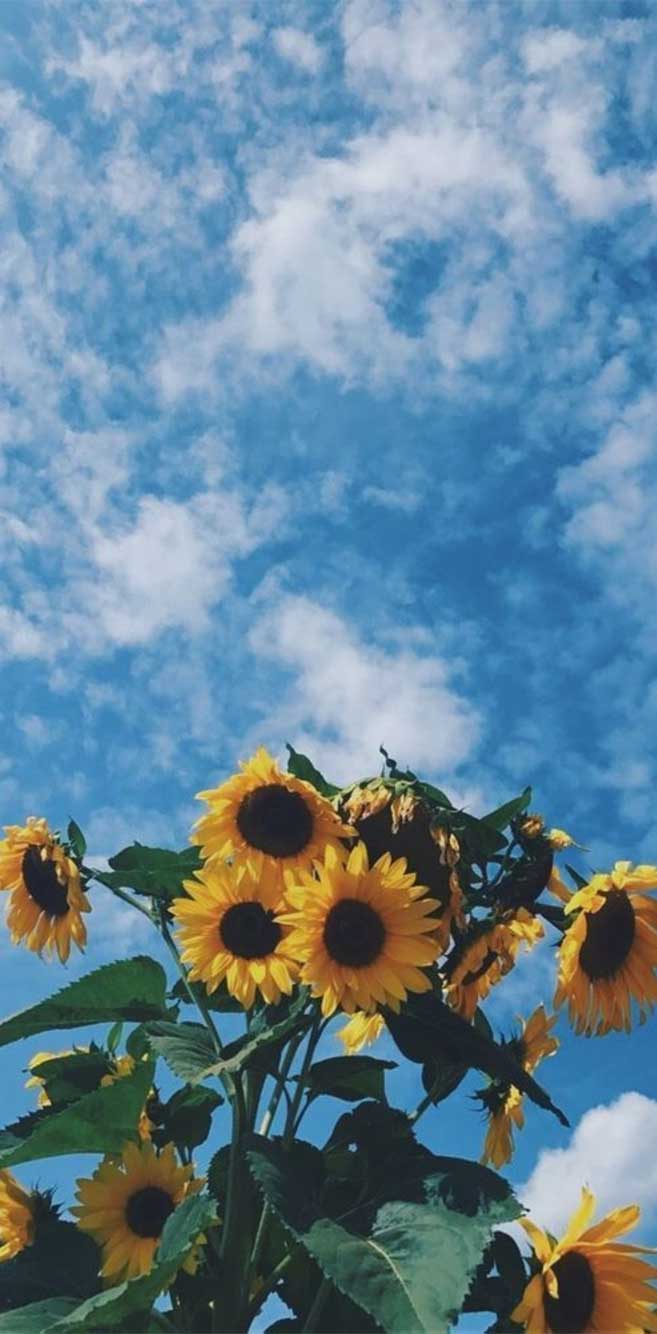 Girasoli con cielo azzurro, 657x1334 Full HD Verticale, Smartphone