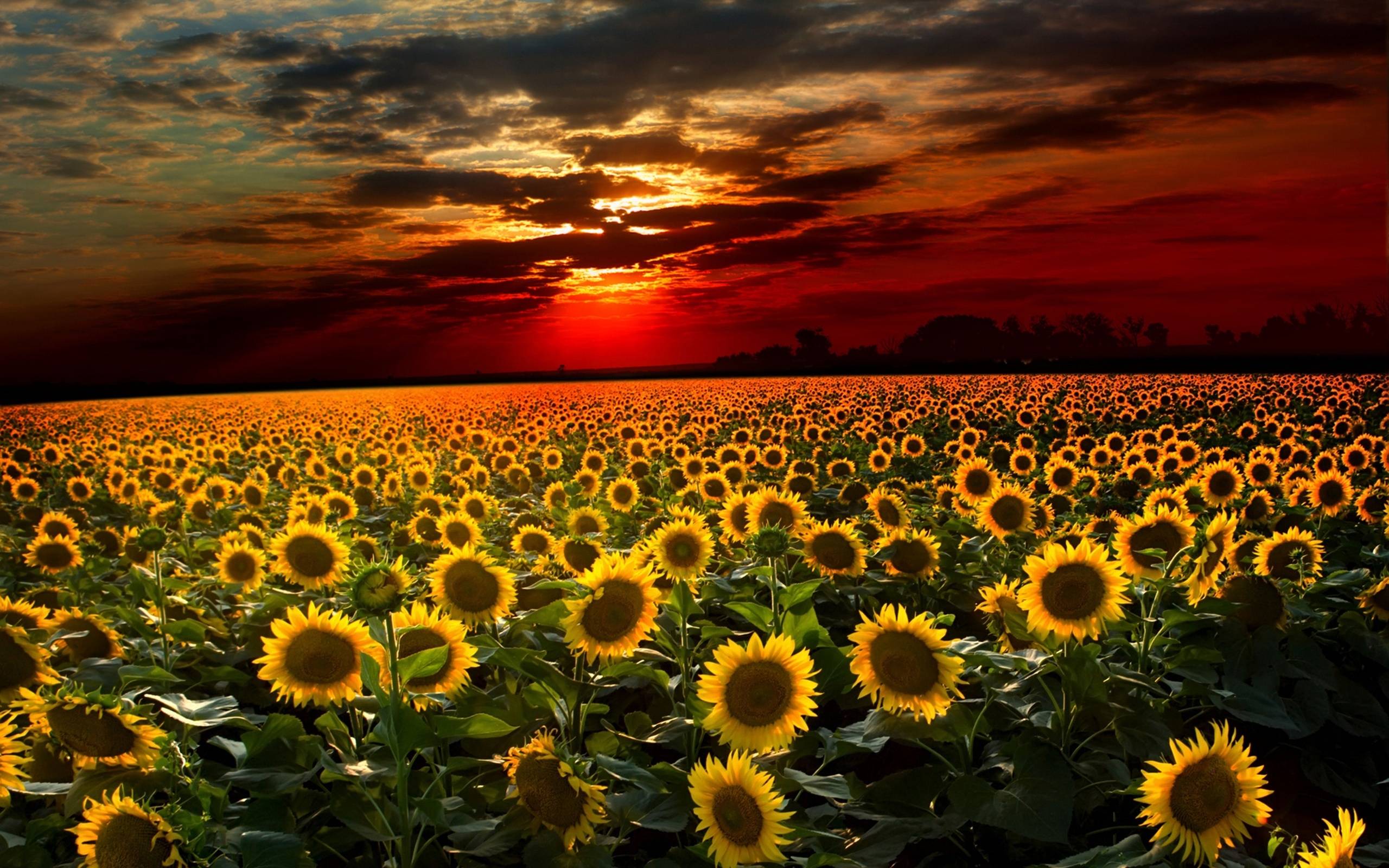 Campo di girasoli al tramonto, 2560x1600 2K, Desktop