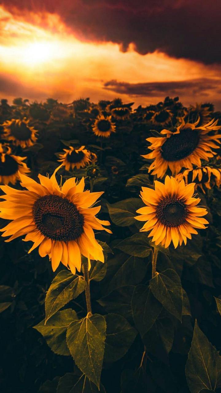 Campo di girasoli al tramonto, 720x1280 Verticale, Xiaomi