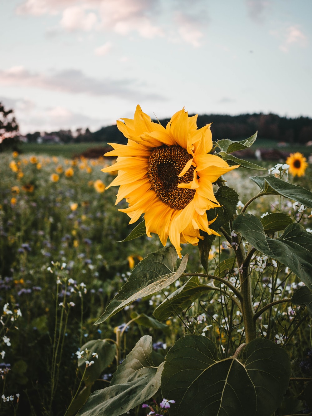 Girasole in campo al tramonto, 1000x1333 Full HD Verticale, iPhone