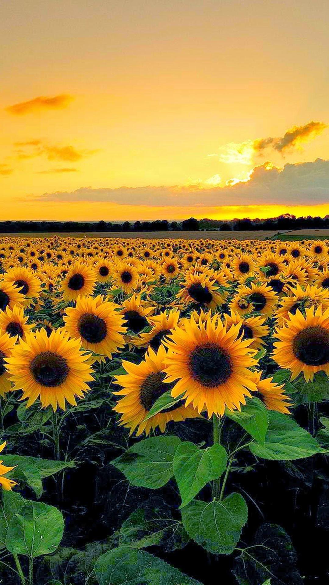 Campo di girasoli al tramonto, 1080x1920 Full HD Verticale, iPhone