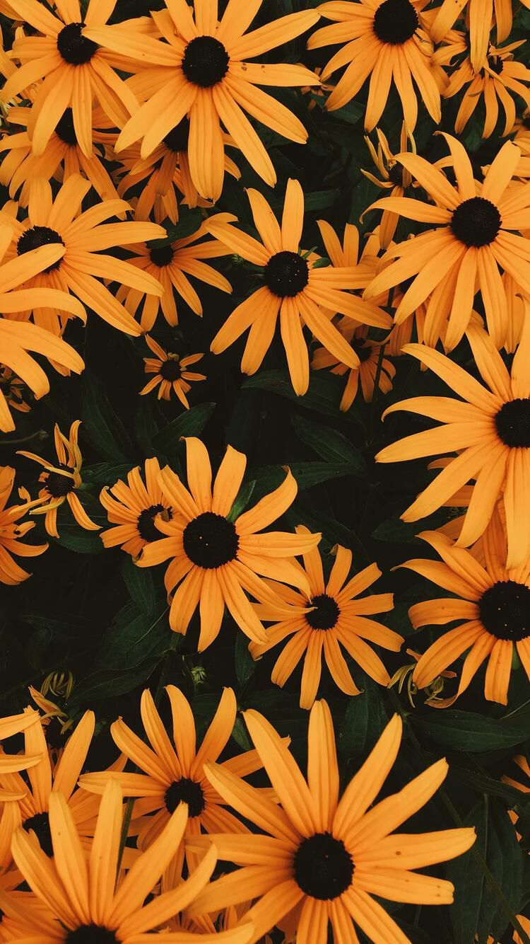 Fiori arancioni rudbeckia, 750x1334 Full HD Verticale, Smartphone