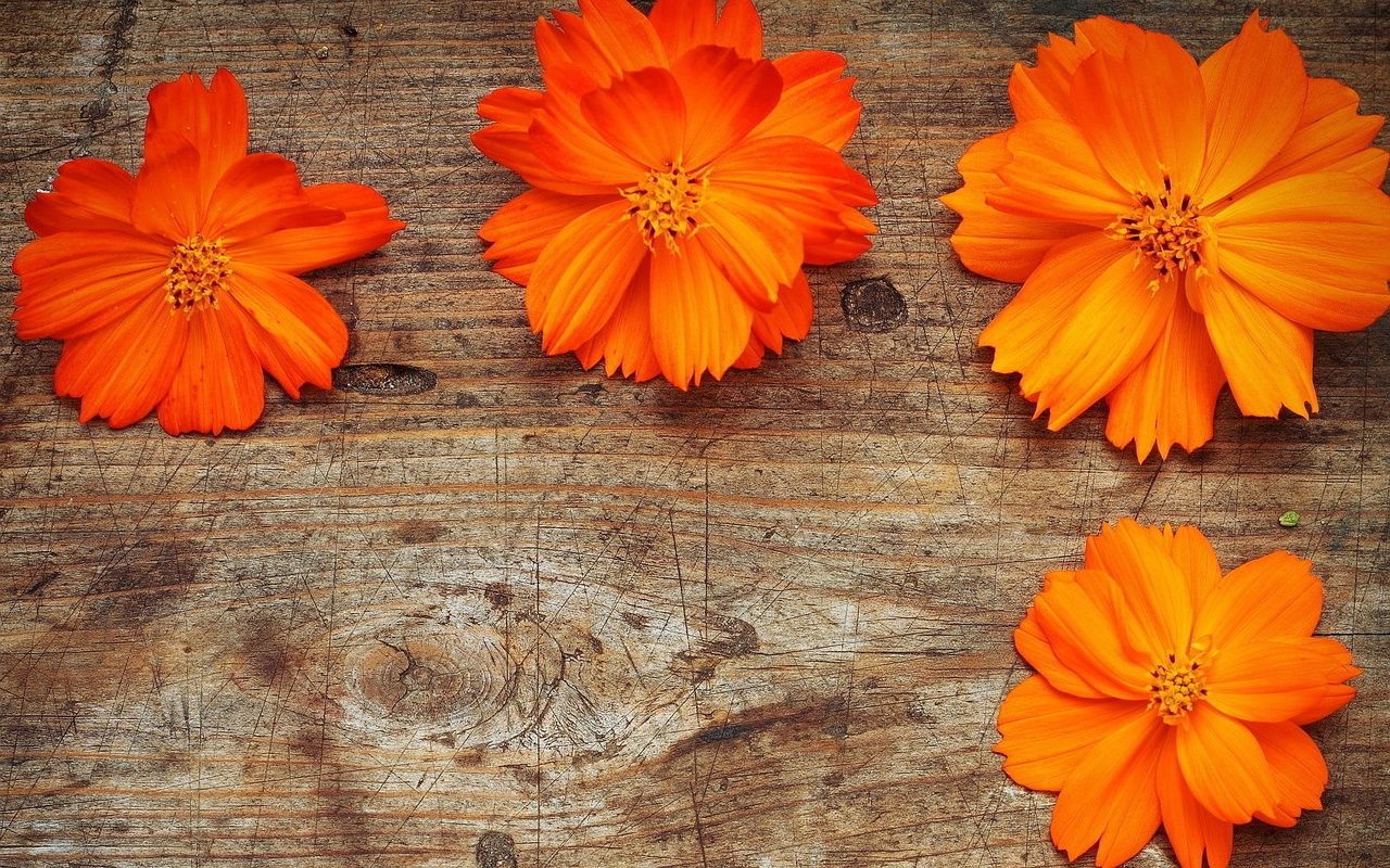 Fiori arancioni su legno, 1280x800 720p, PC