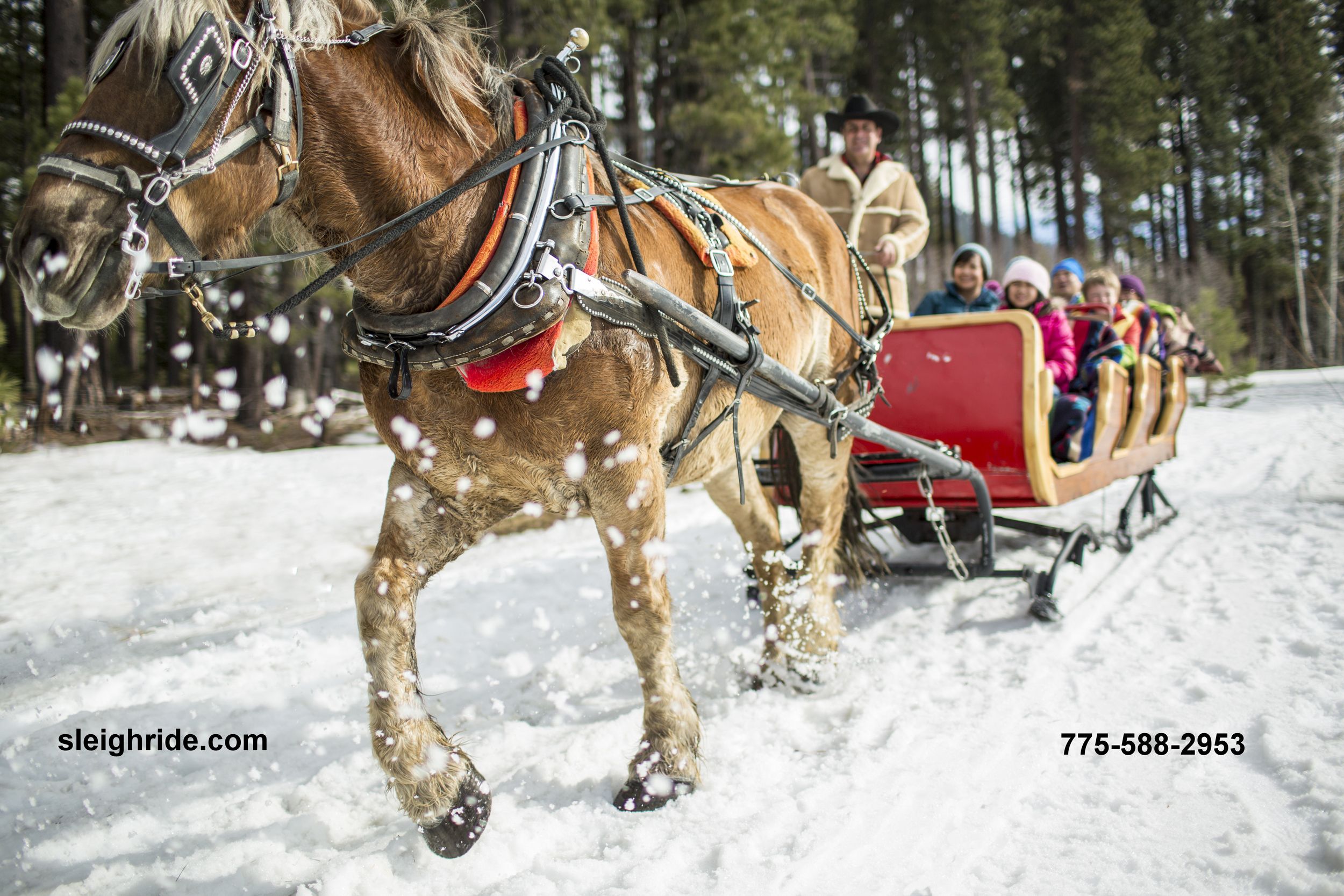 Slitta trainata da cavallo nella neve, 2500x1667 Hi-Res, Desktop
