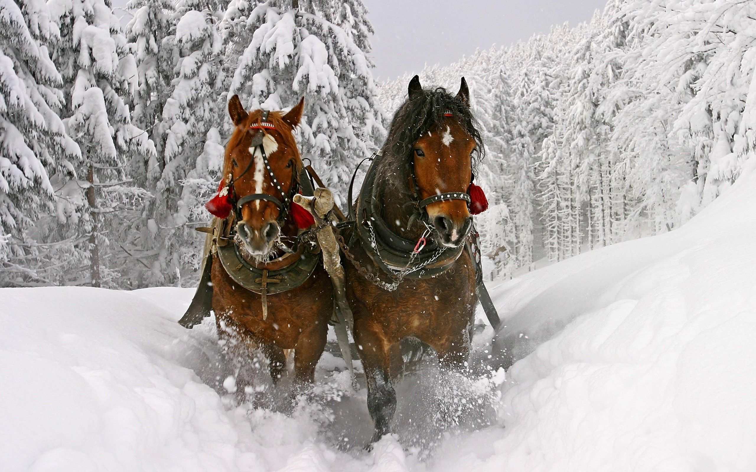 Cavalli con slitta nella neve, 2560x1600 2K, Desktop
