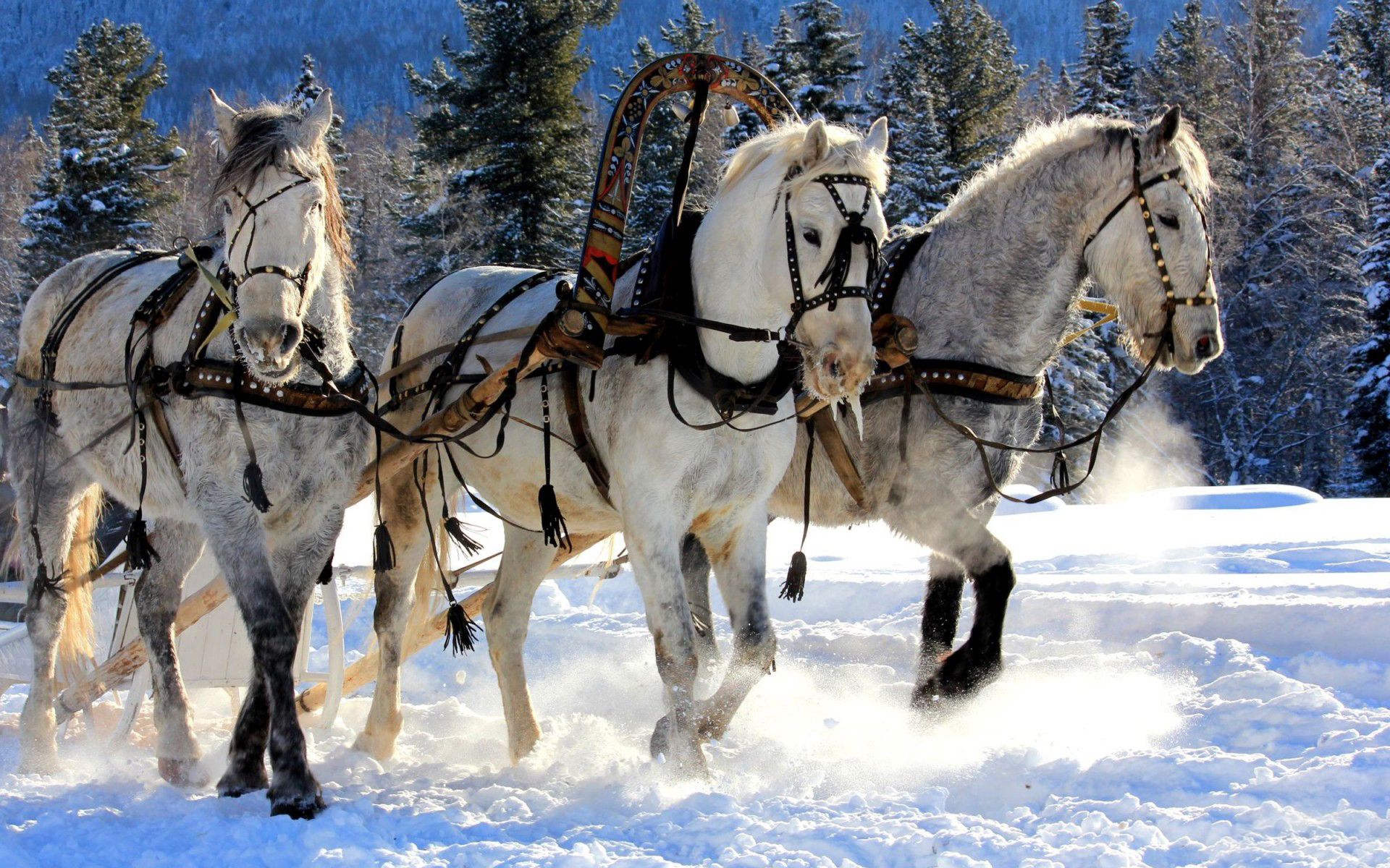 Cavalli bianchi trainano slitta nella neve, 1920x1200 Full HD+, Laptop