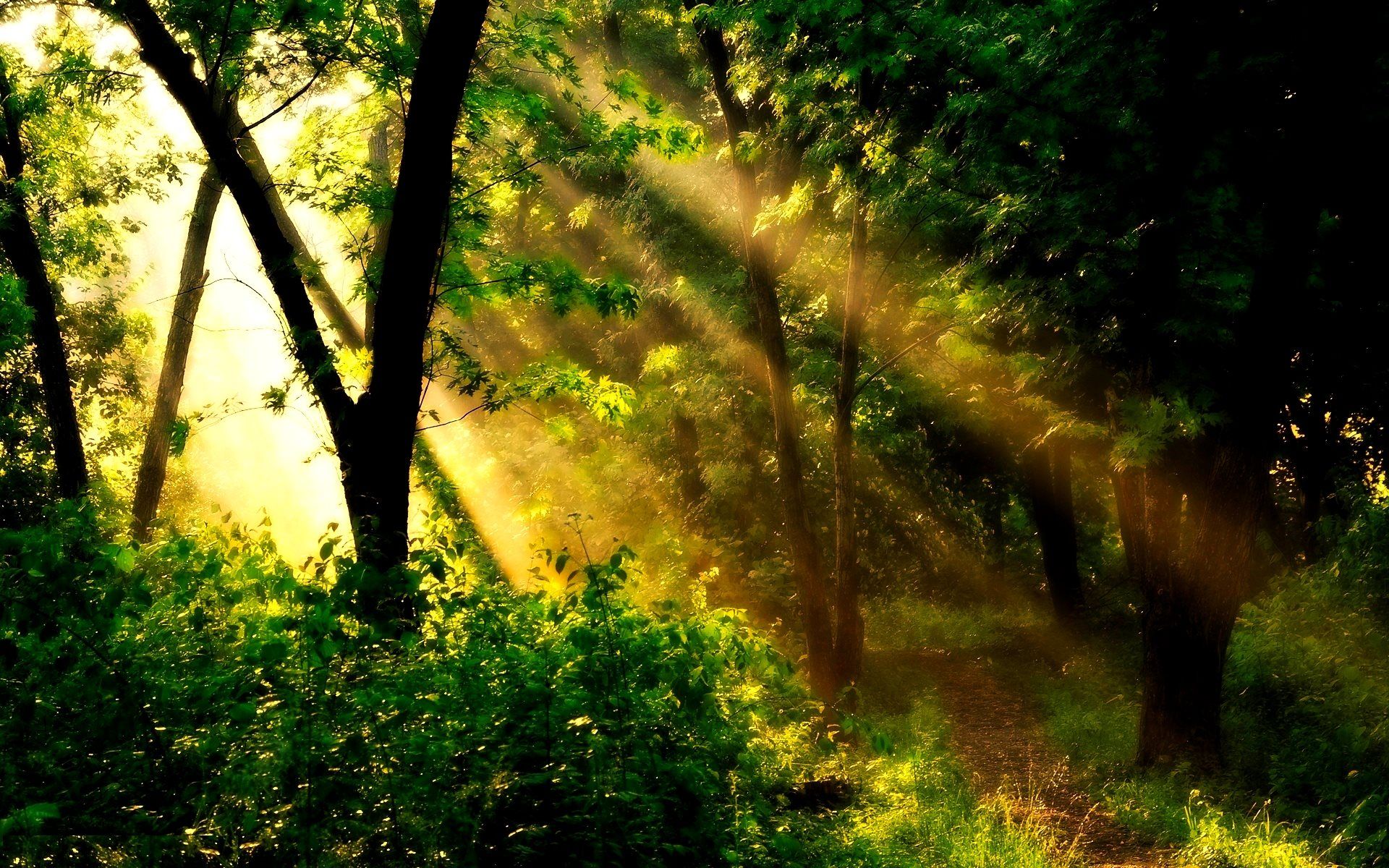 Raggi di sole nella foresta, 1920x1200 Full HD+, iMac