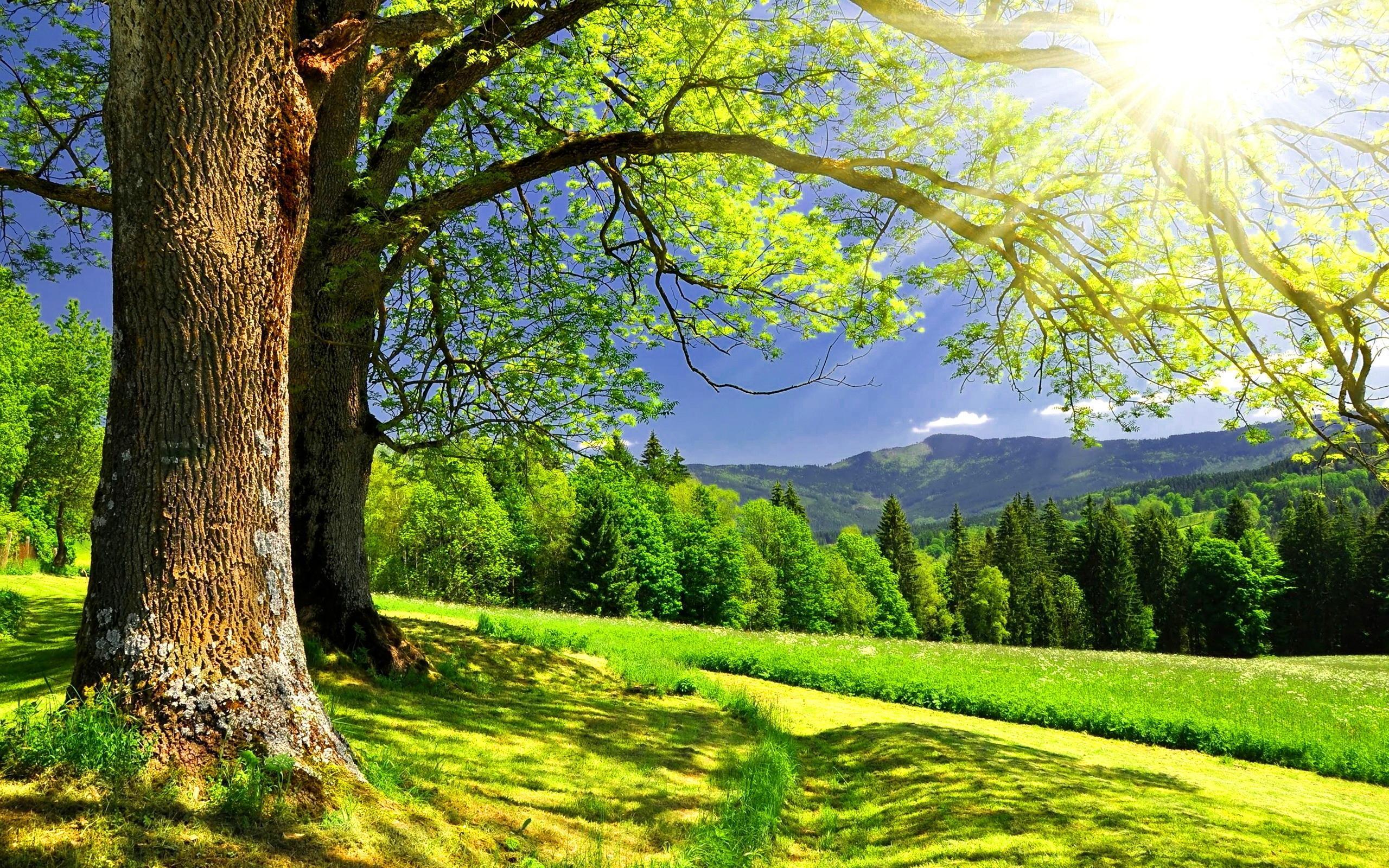 Albero con raggi di sole, 2560x1600 WQXGA, MacBook Pro