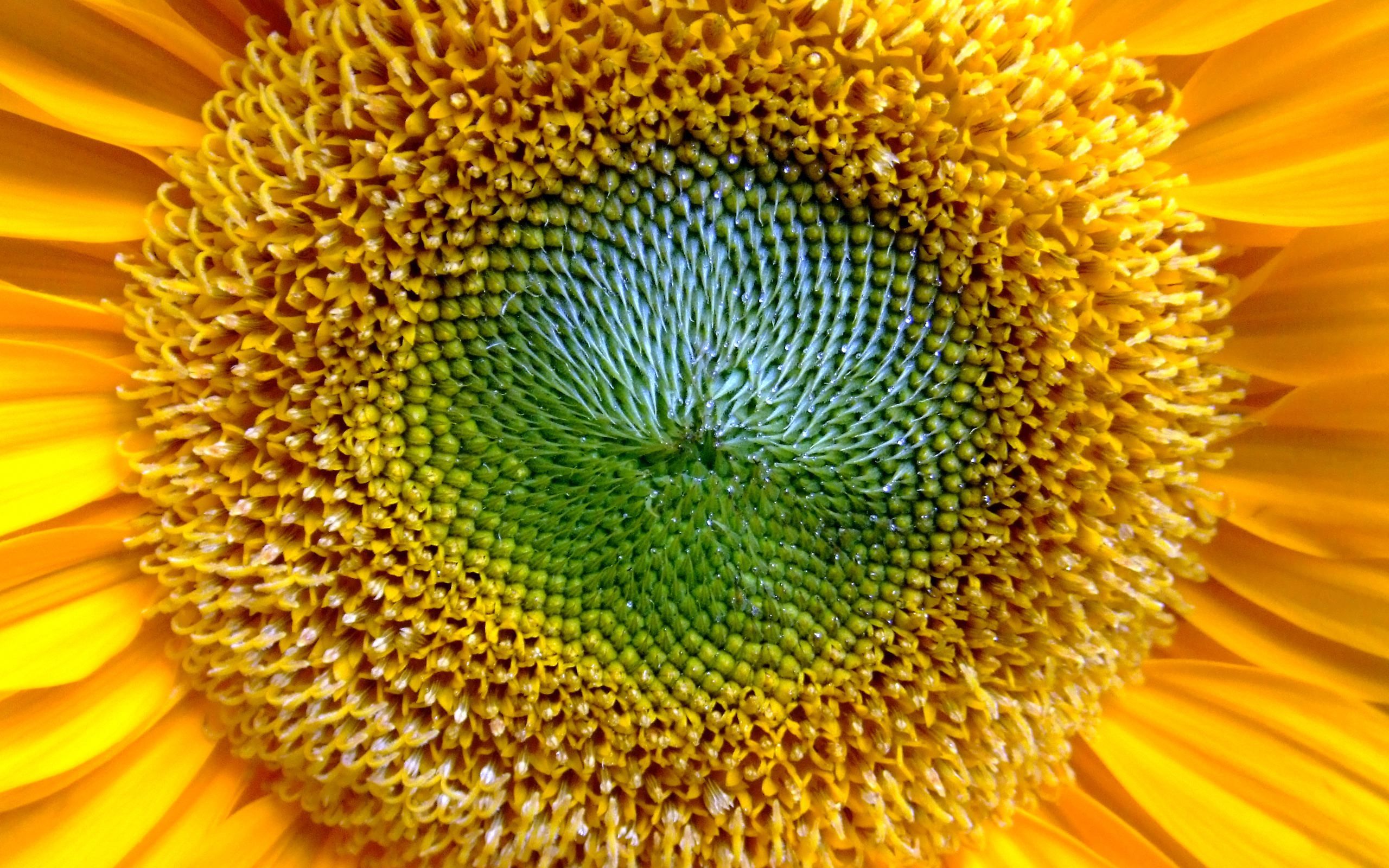 Girasole giallo primo piano, 2560x1600 2K, Desktop