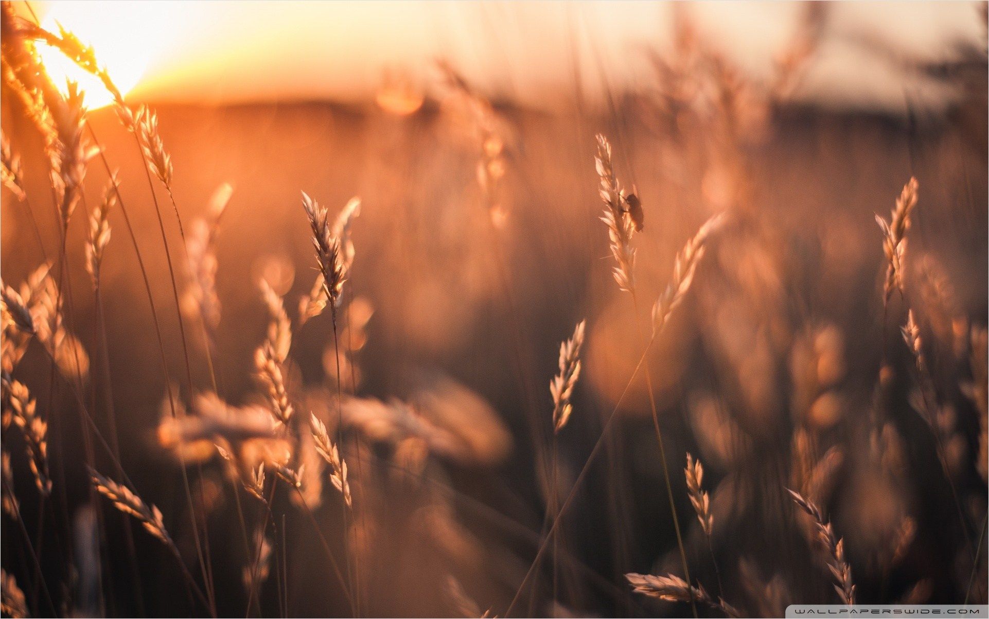 Campo di grano al tramonto, 1922x1202 WUXGA, Desktop