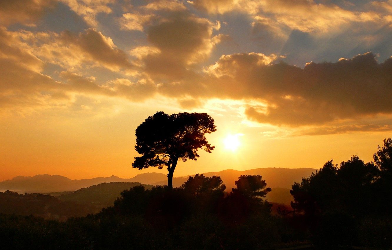 Tramonto dorato con albero silhouette, 1332x850 720p, Laptop
