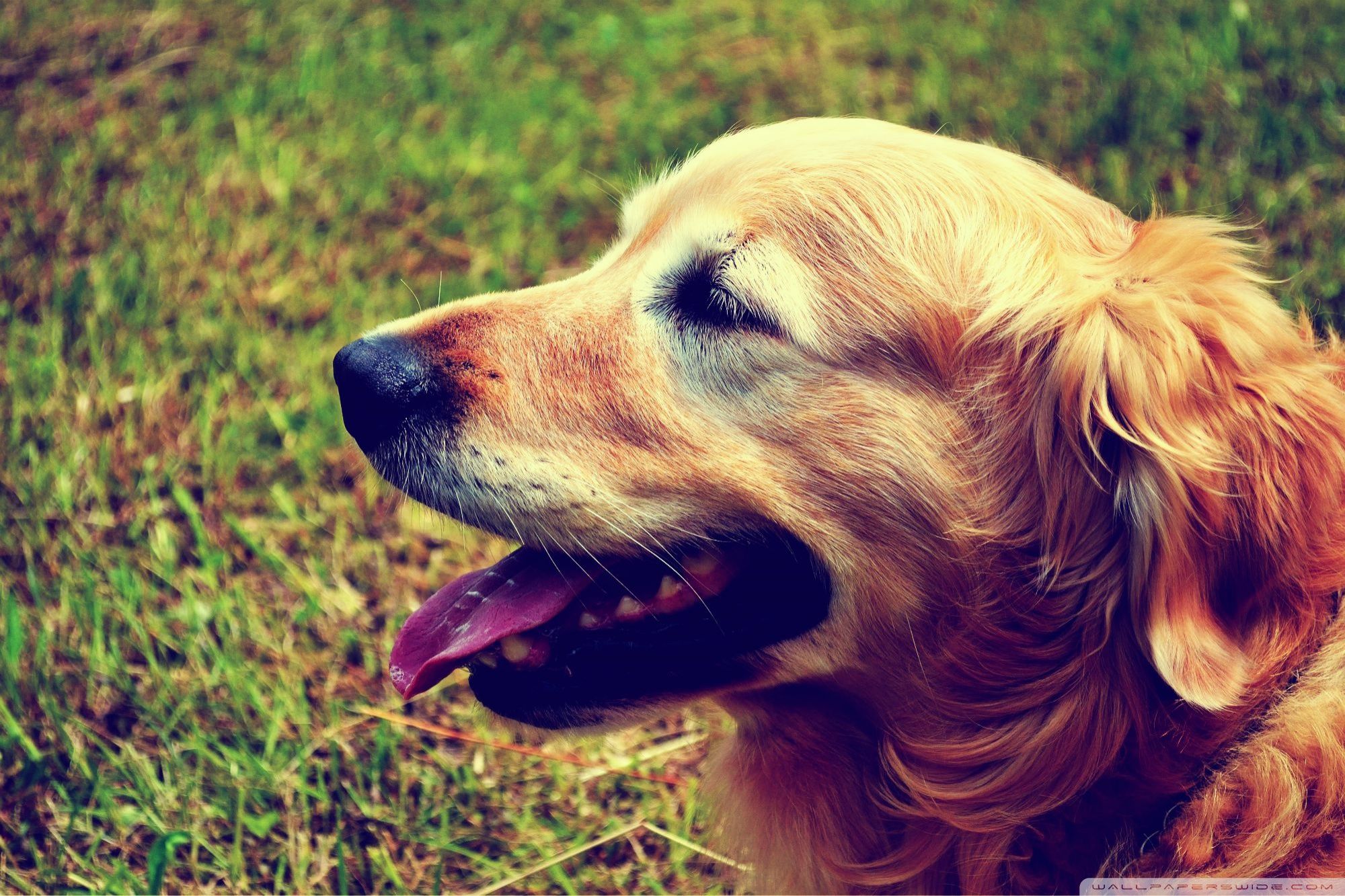Golden Retriever nell'erba, 2000x1333 2K, Laptop