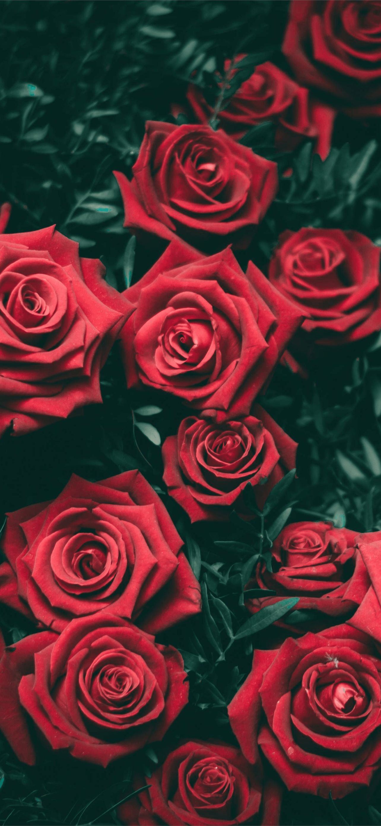 Rose rosse su fondo scuro, 1284x2778 Verticale, Telefono