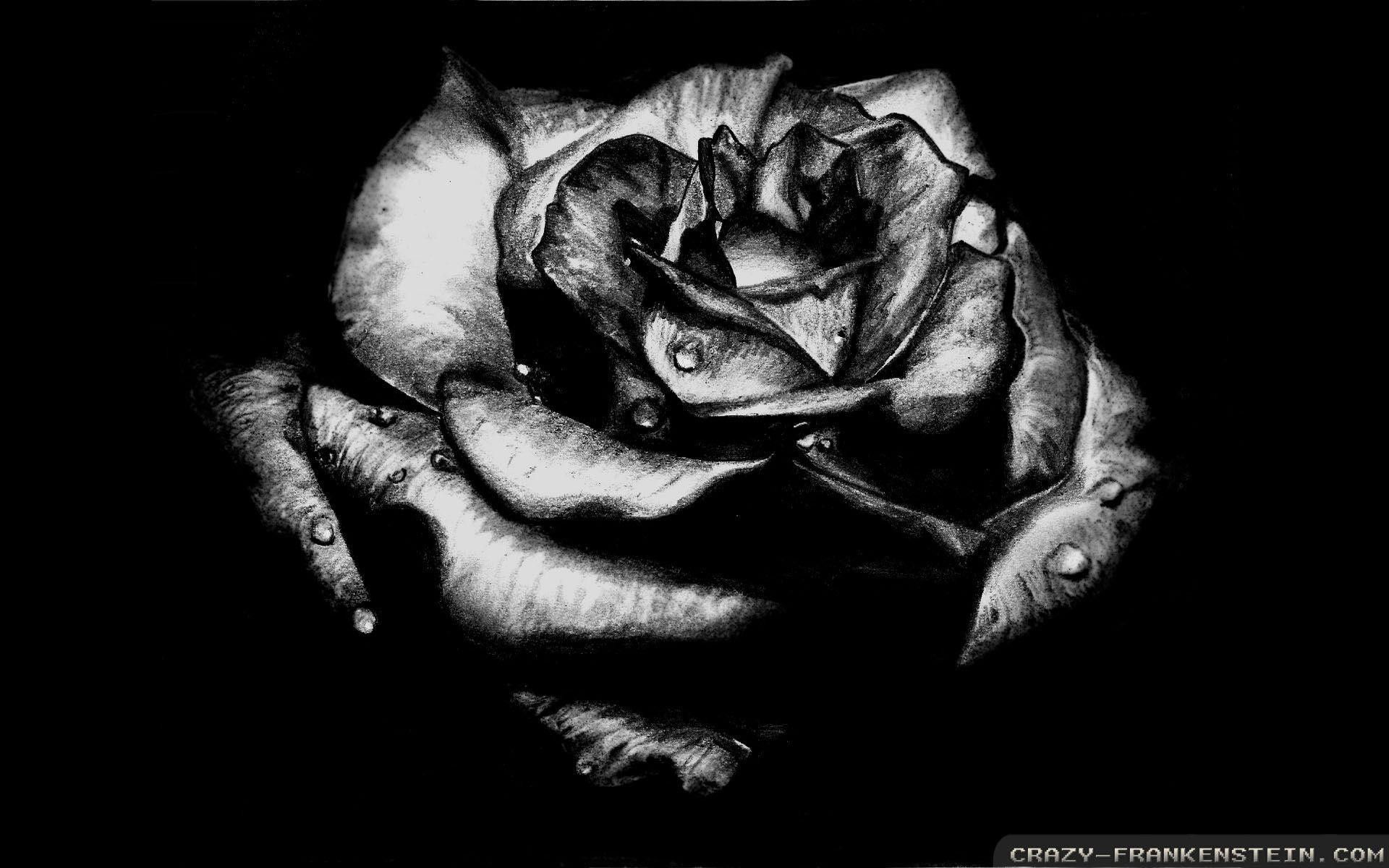 Rosa nera con gocce, 1920x1200 WUXGA, MacBook Pro
