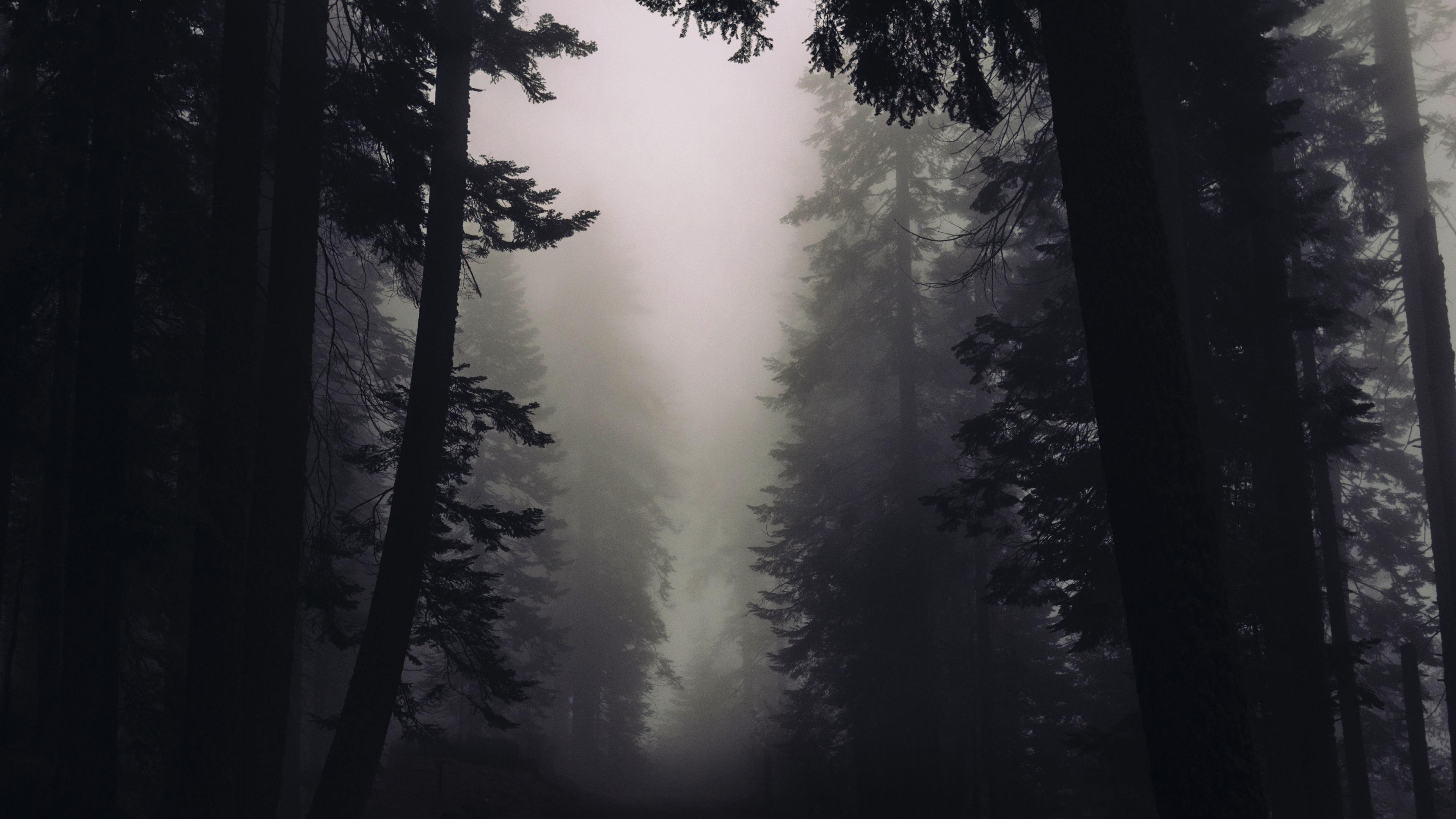 Foresta nebbiosa oscura, 3840x2160 4K Ultra HD, Notebook Gaming