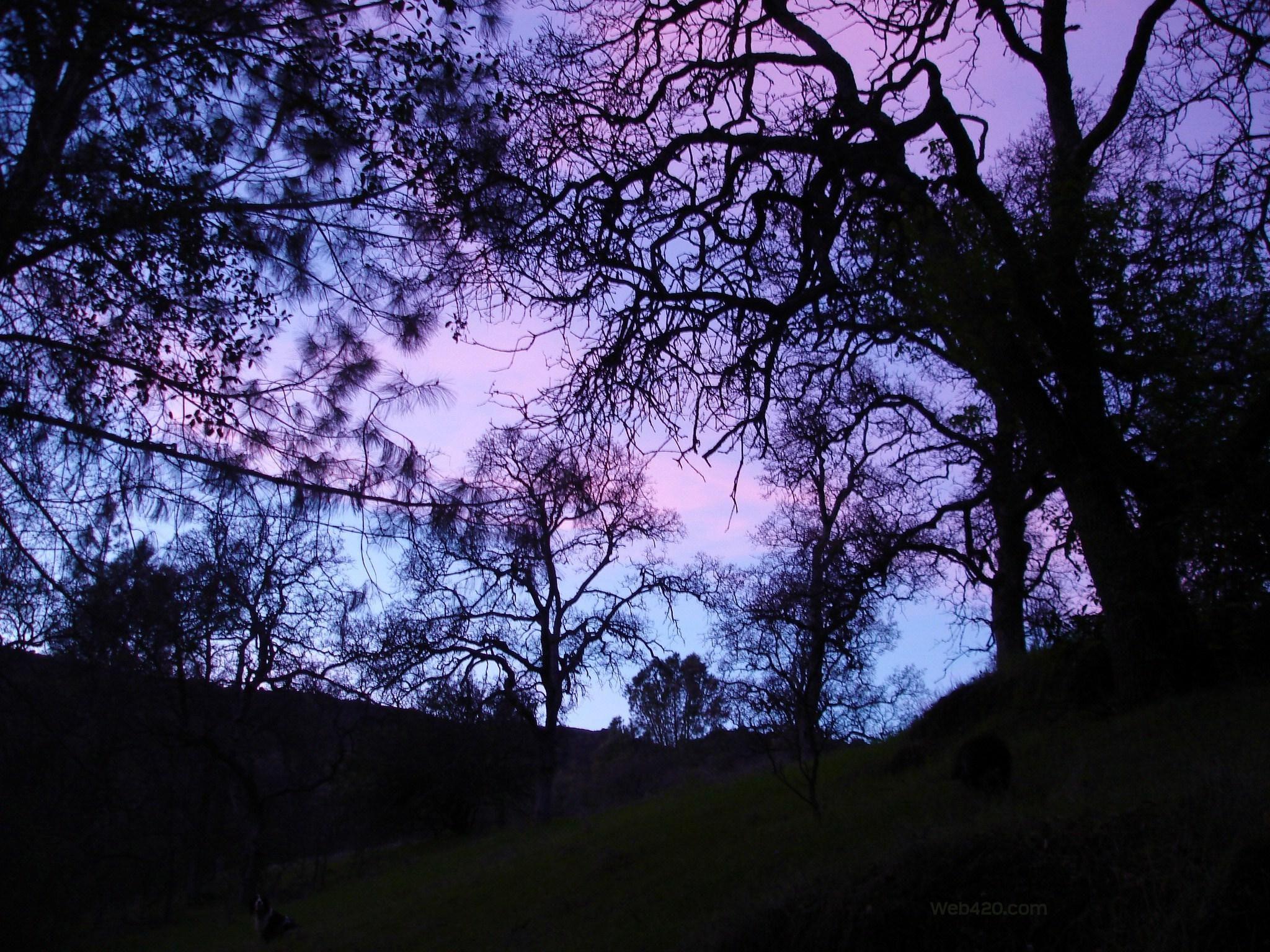 Alberi silhouette cielo viola crepuscolo, 2048x1536 alta risoluzione, Ultrabook