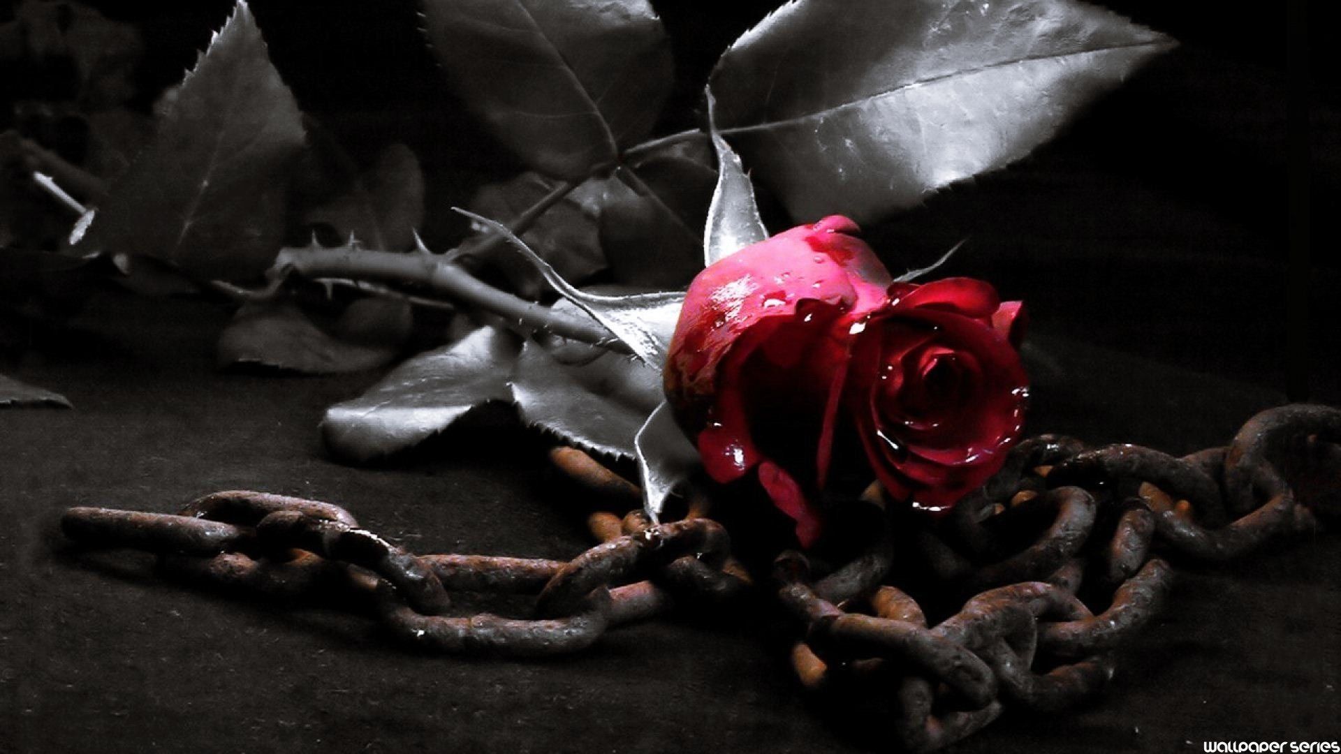 Rosa rossa e catena arrugginita, 1920x1080 Full HD, Acer Nitro