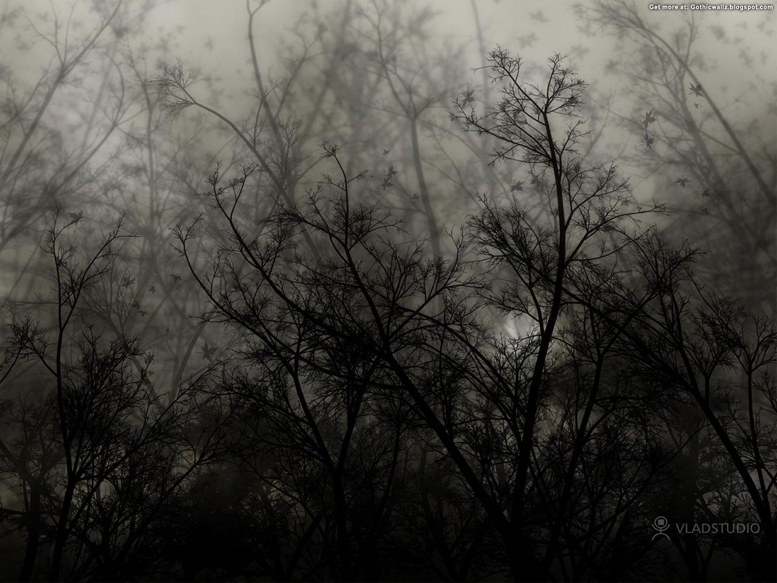 Rami spogli nella nebbia scura, 1600x1200 HD, Desktop