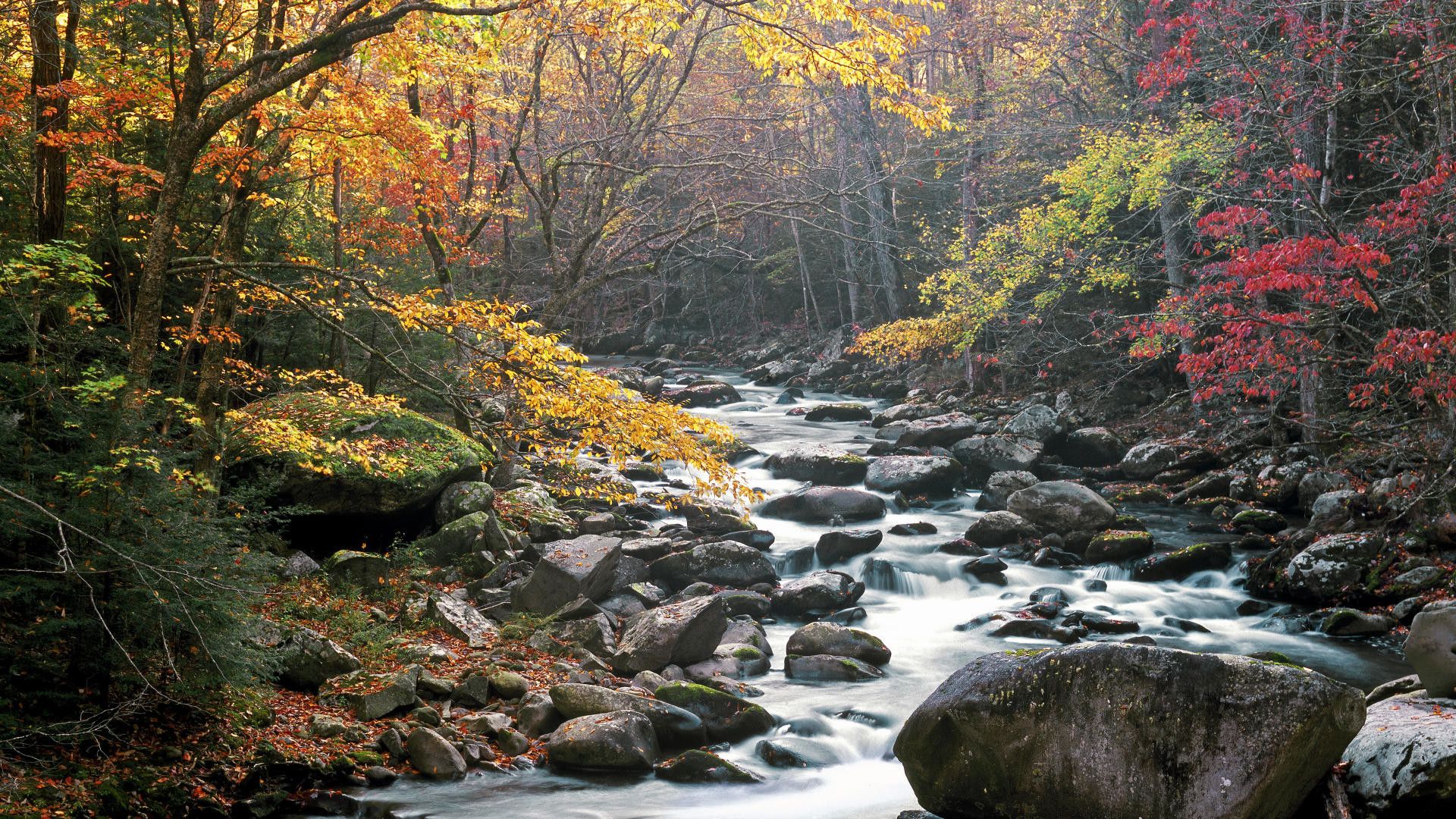 Fiume roccioso foresta autunnale, 1920x1080 Full HD, Laptop