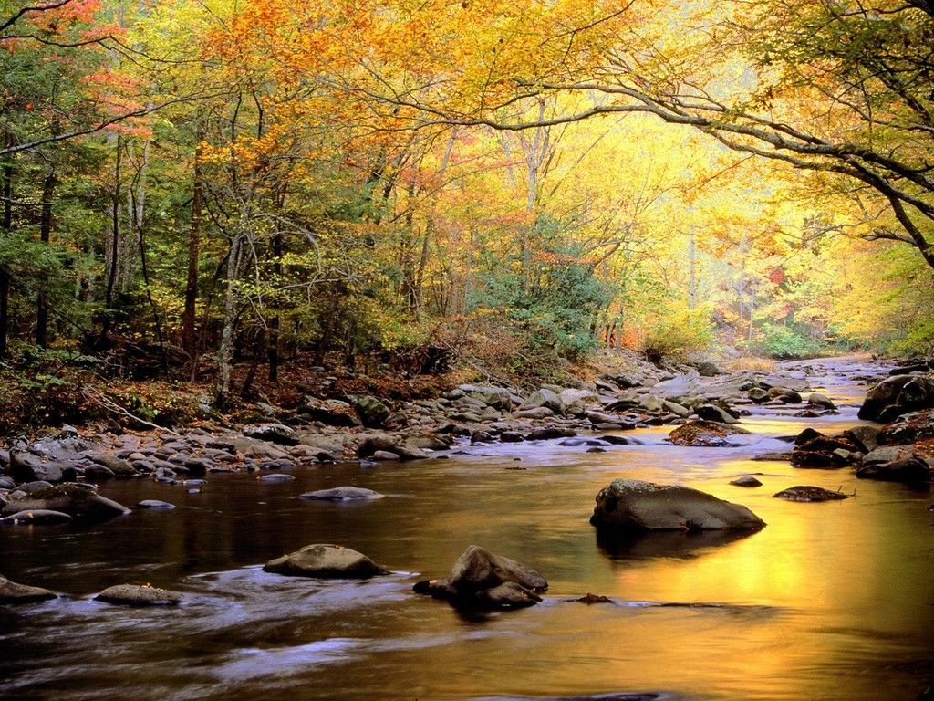 Fiume roccioso foresta autunnale dorata, 1024x768 HD, Laptop