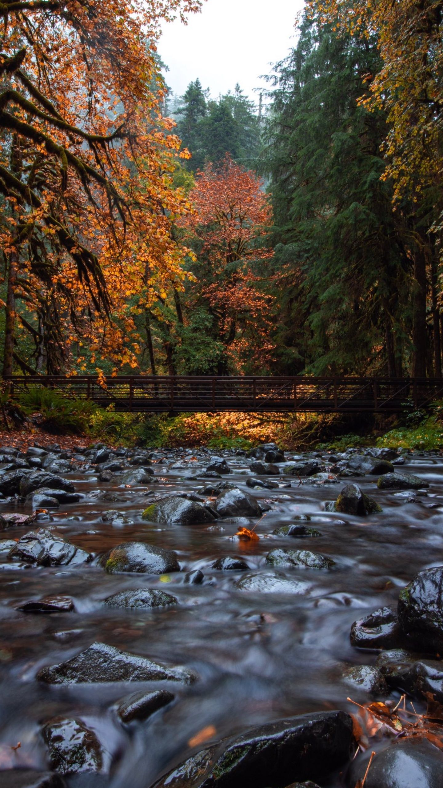 Ponte su fiume autunnale, 1440x2560 Full HD Verticale, Smartphone