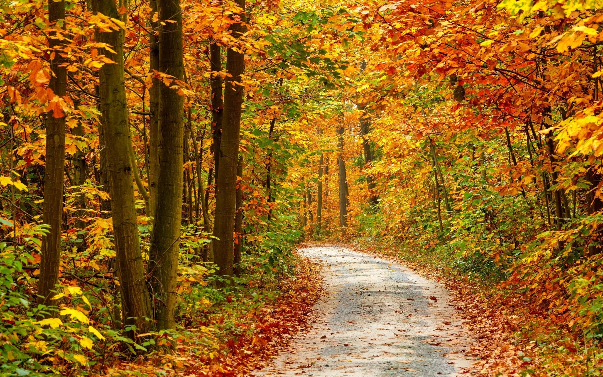 Sentiero nel bosco autunnale, 1920x1200 Full HD+, Desktop