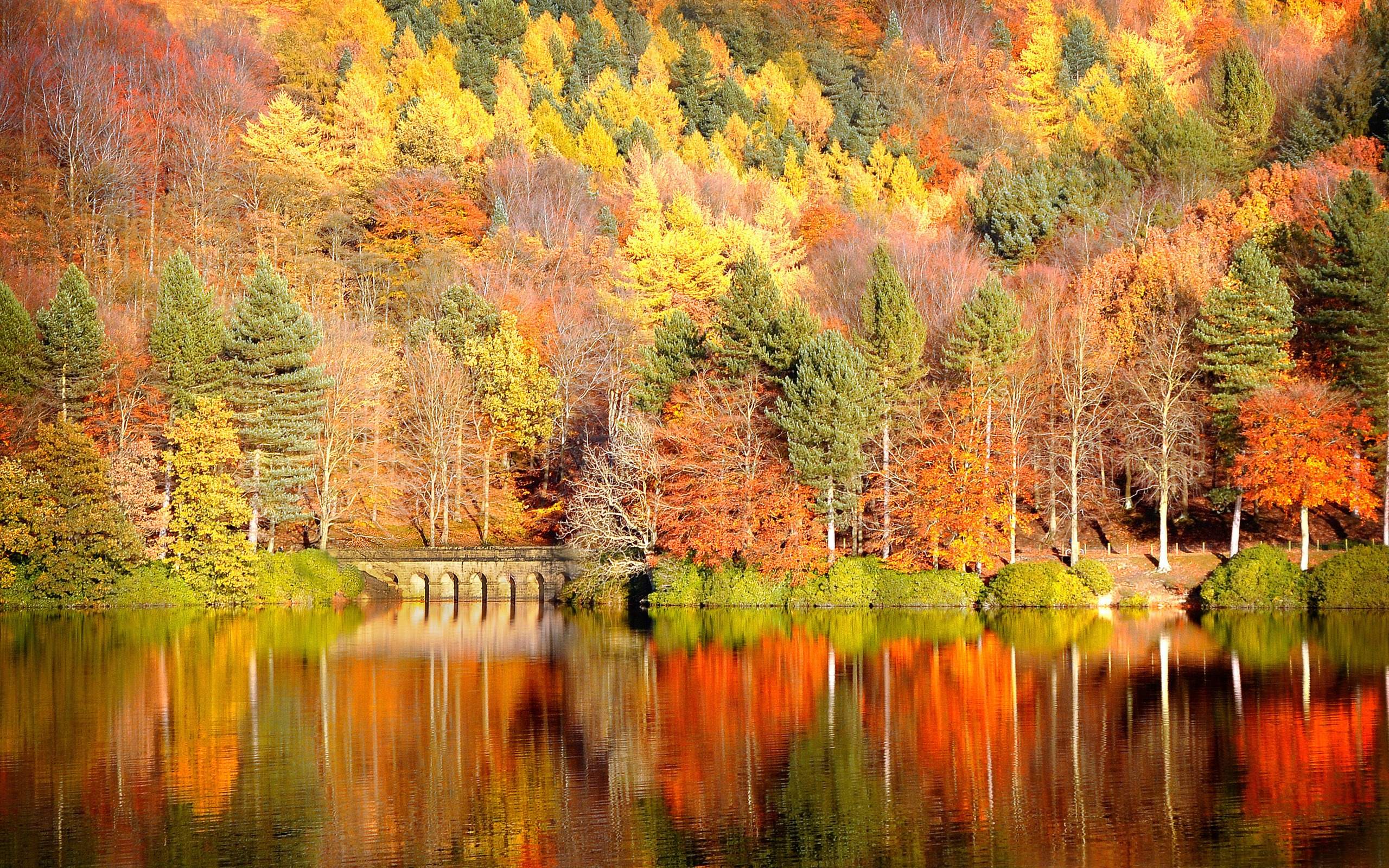 Foresta autunnale riflessa nel lago, 2560x1600 2K+, Laptop