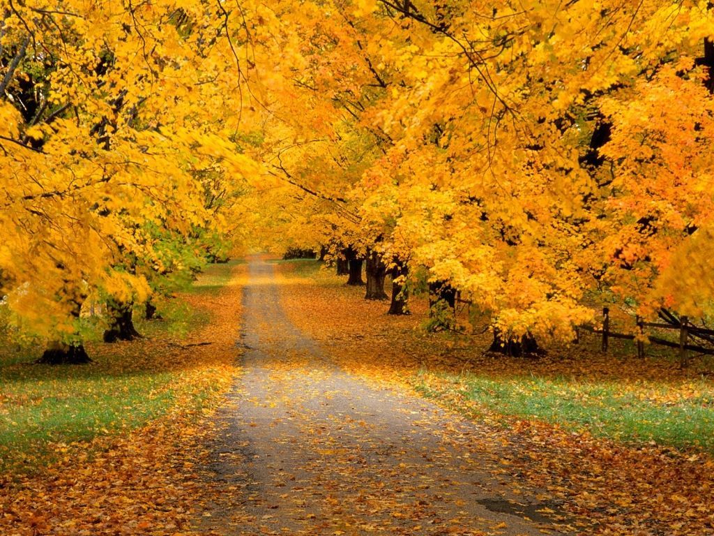 Sentiero autunnale tra alberi gialli, 1024x768 HD, Desktop