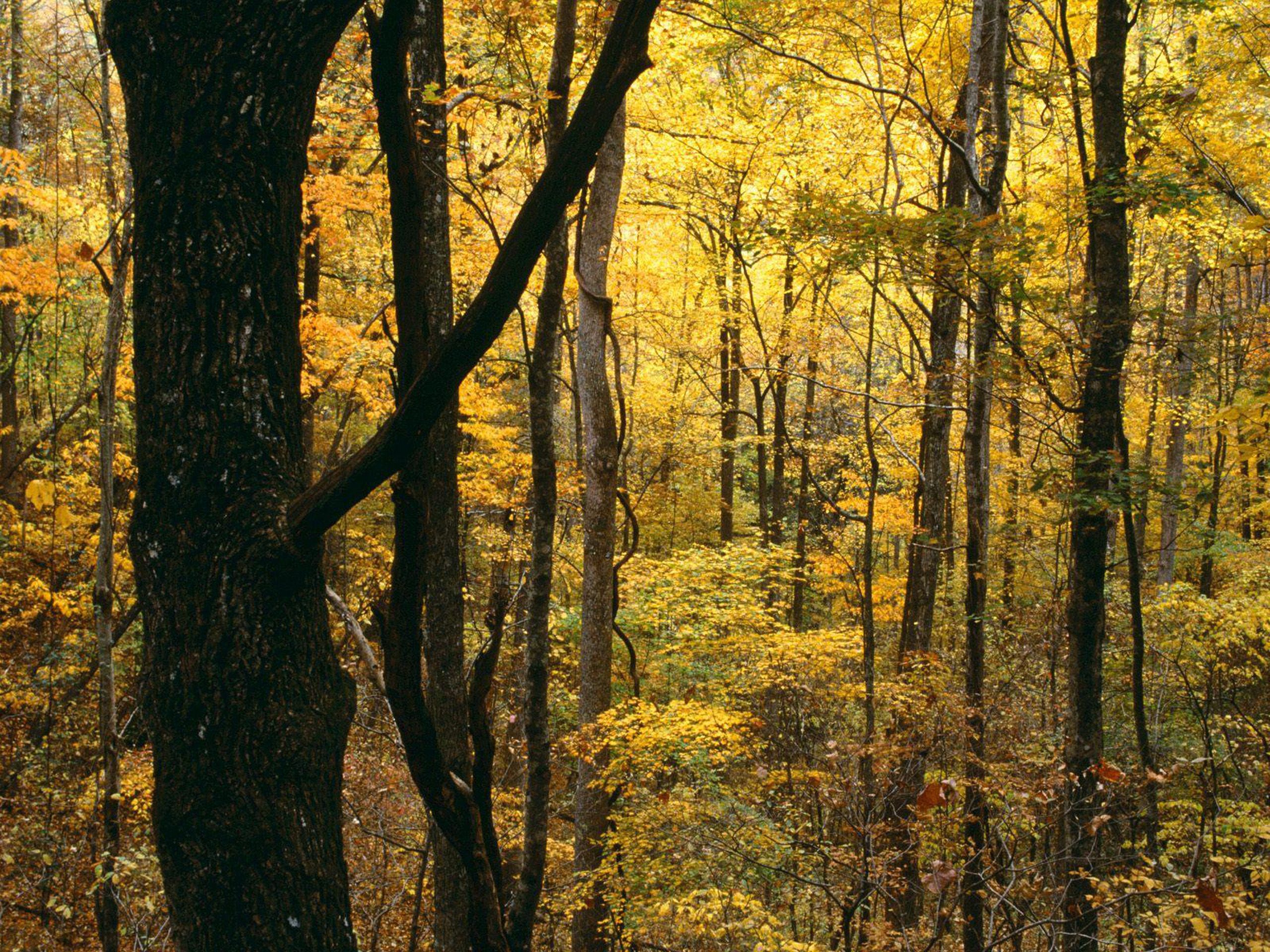 Ruscello nella foresta autunnale, 2048x1365 alta risoluzione, PC Desktop