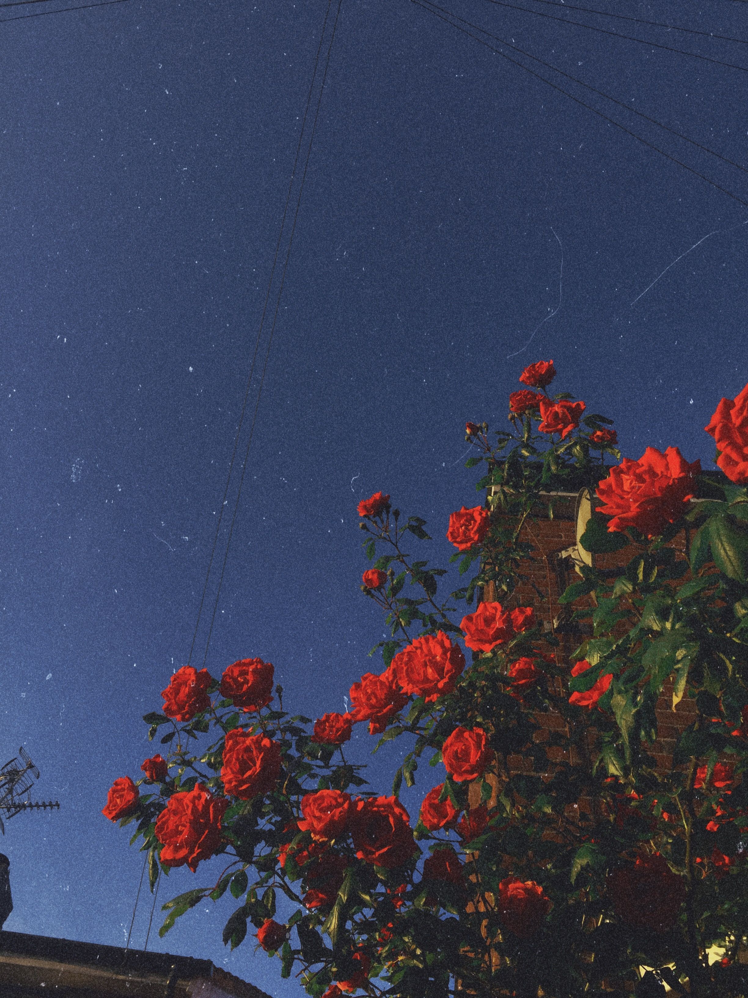 Rose rosse contro cielo blu, 2448x3264 Full HD Verticale, Smartphone