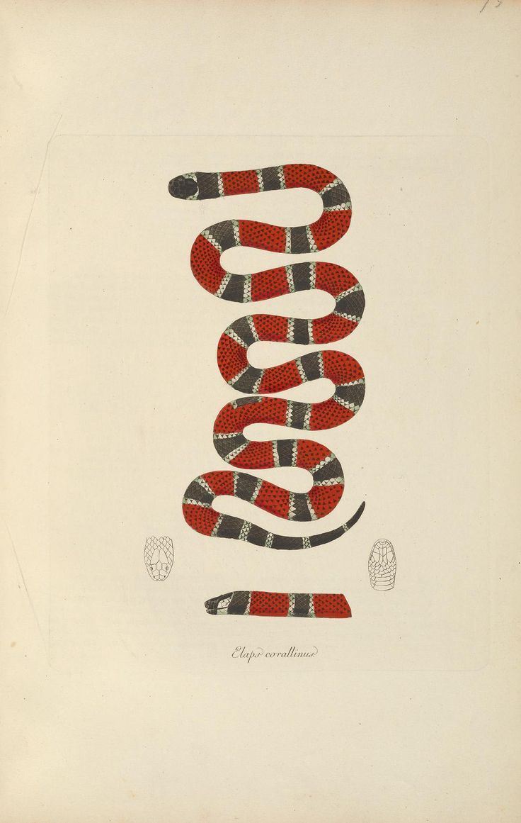 Logo serpente Gucci rosso, 920x876 HD, PC