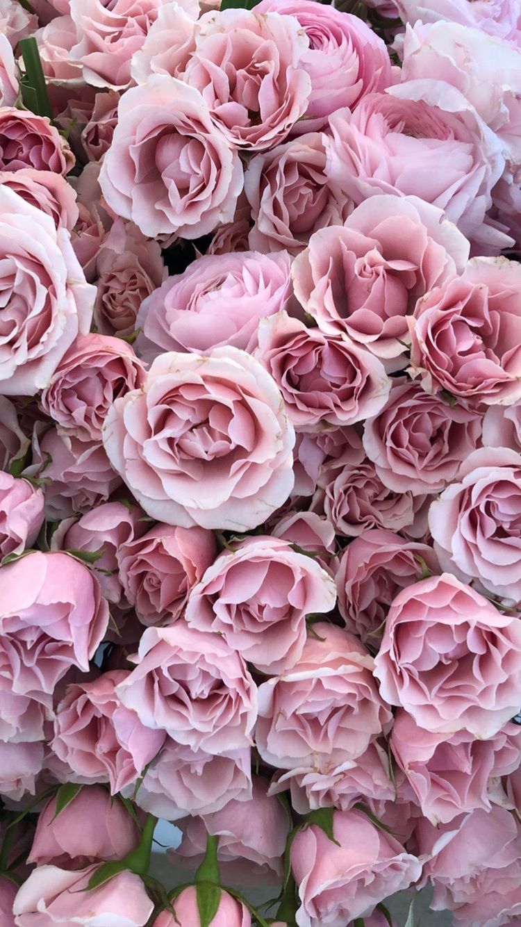 Rose rosa pallido, 750x1334 Full HD Verticale, iPhone