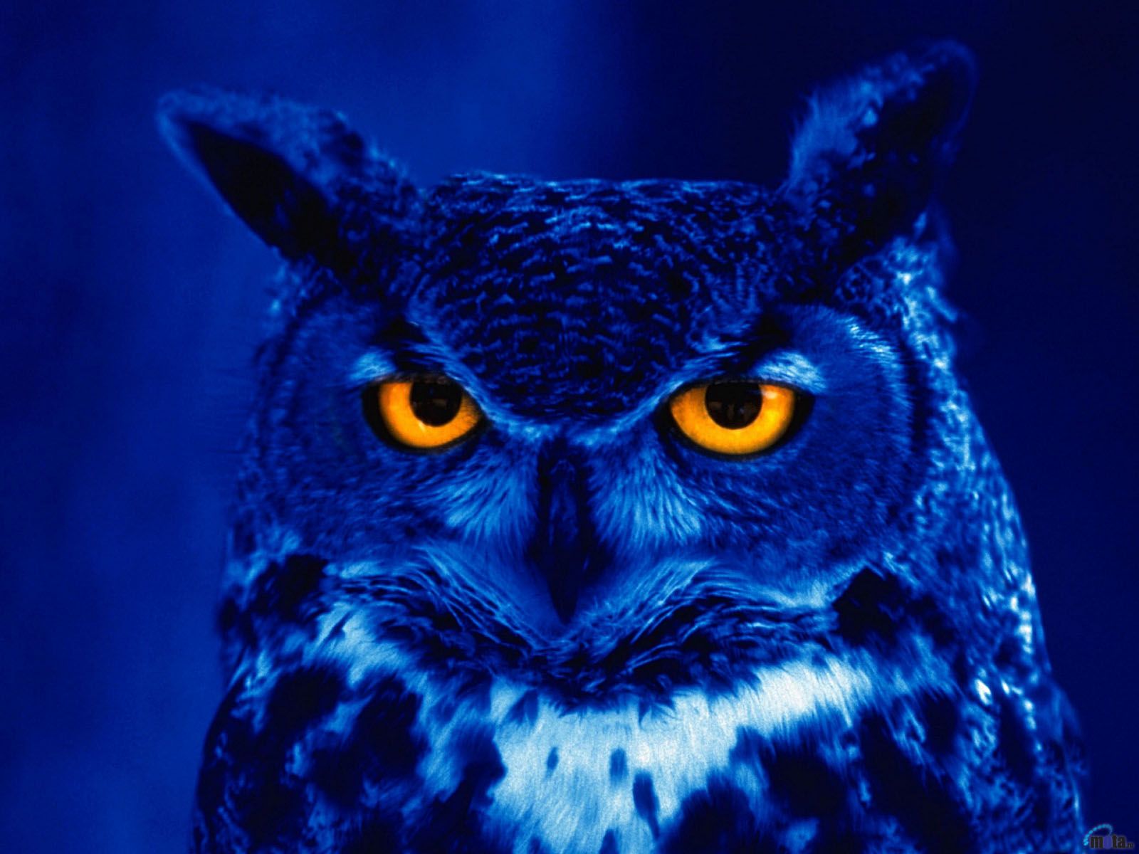 Gufo blu occhi arancioni, 1600x1200 900p, MacBook Air