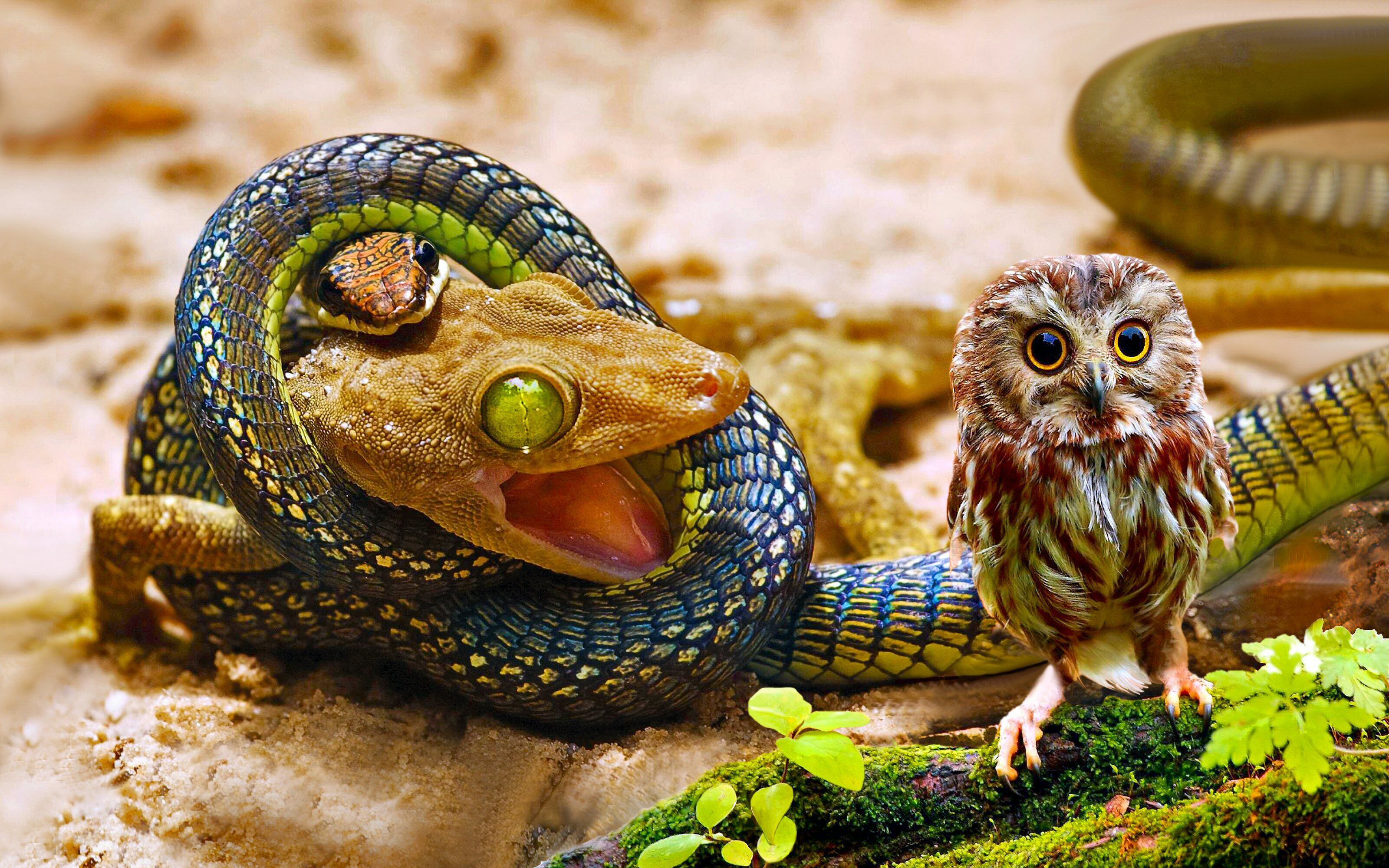 Gufetto e serpente colorato, 3200x2000 WQXGA, Desktop