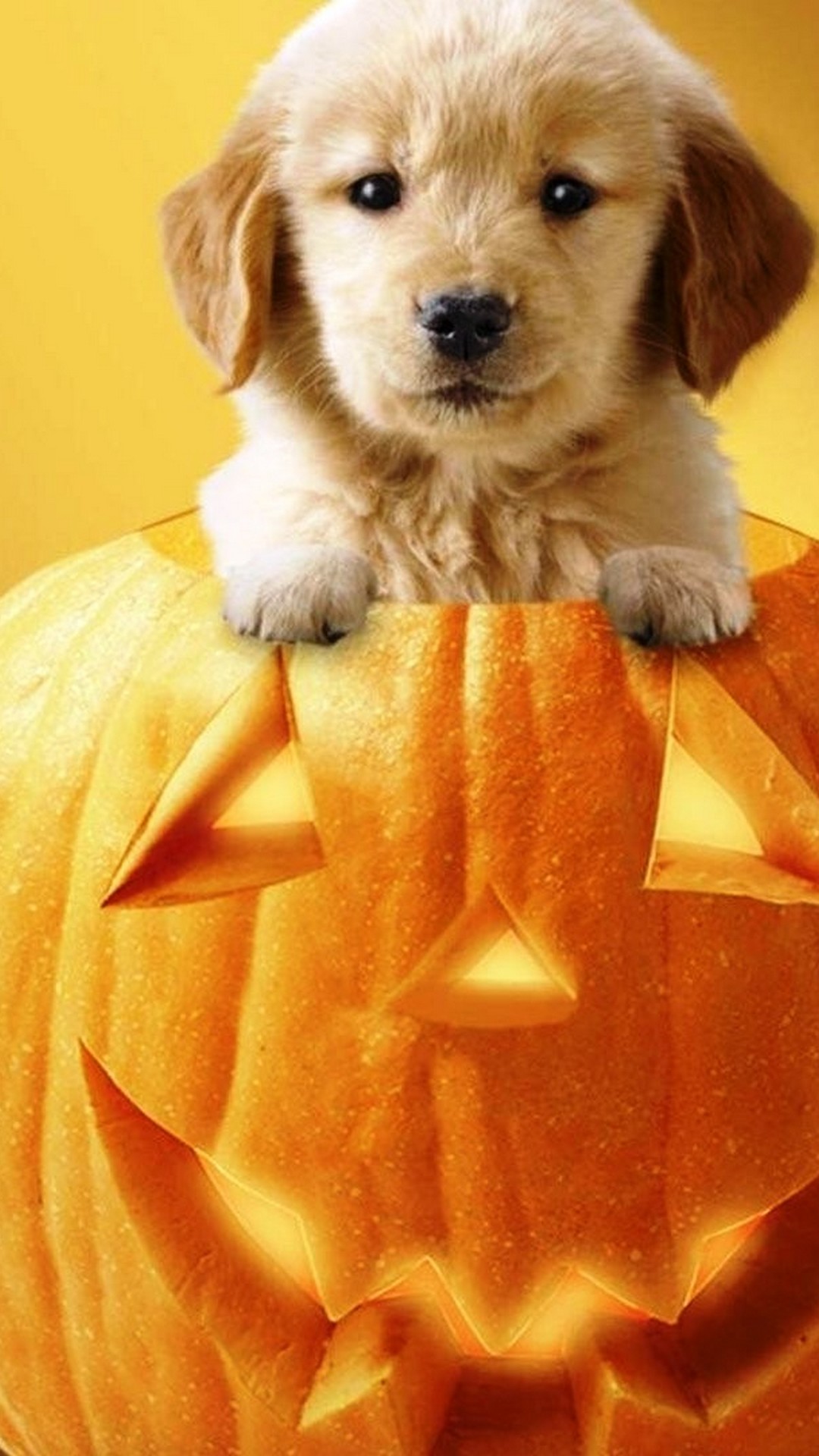 Cucciolo in zucca di Halloween, 1080x1920 Full HD Verticale, iPhone