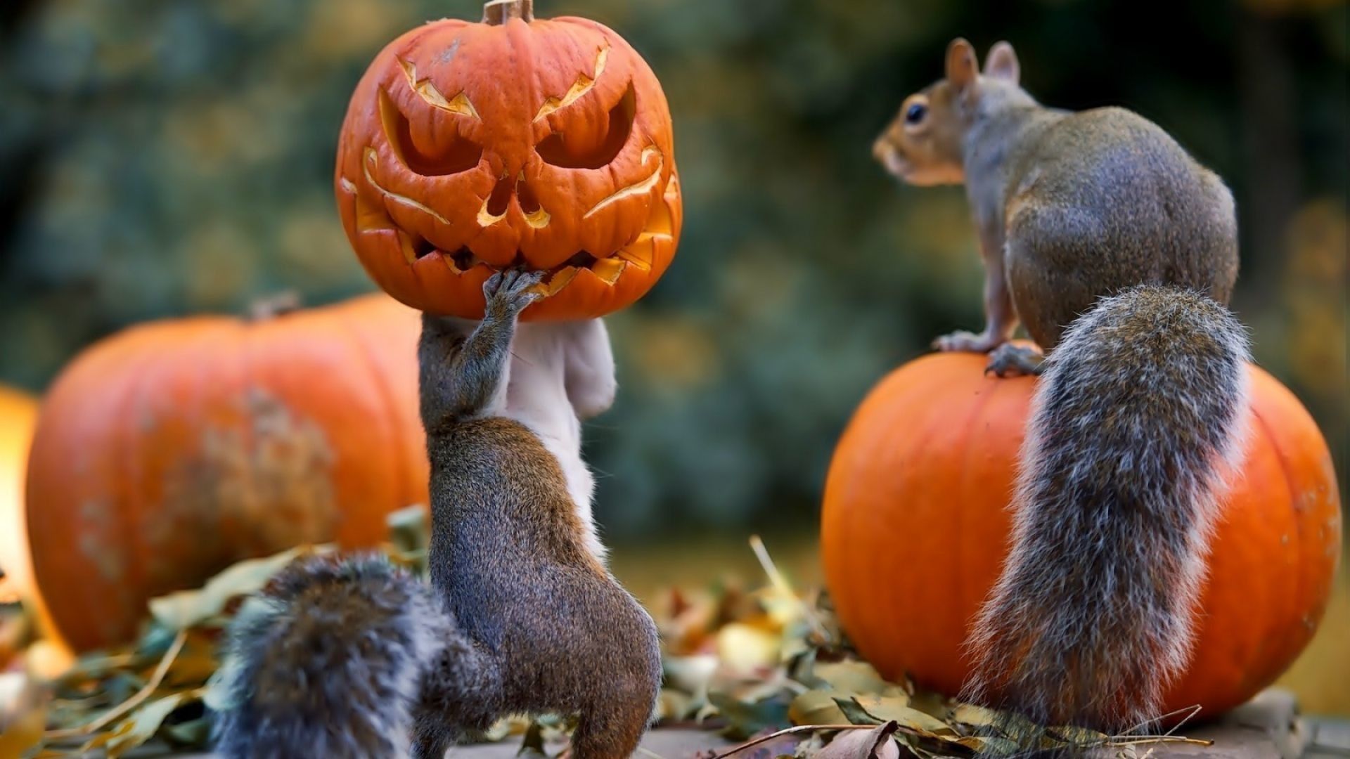 Scoiattoli con zucca Halloween, 1920x1080 Full HD, PC Desktop