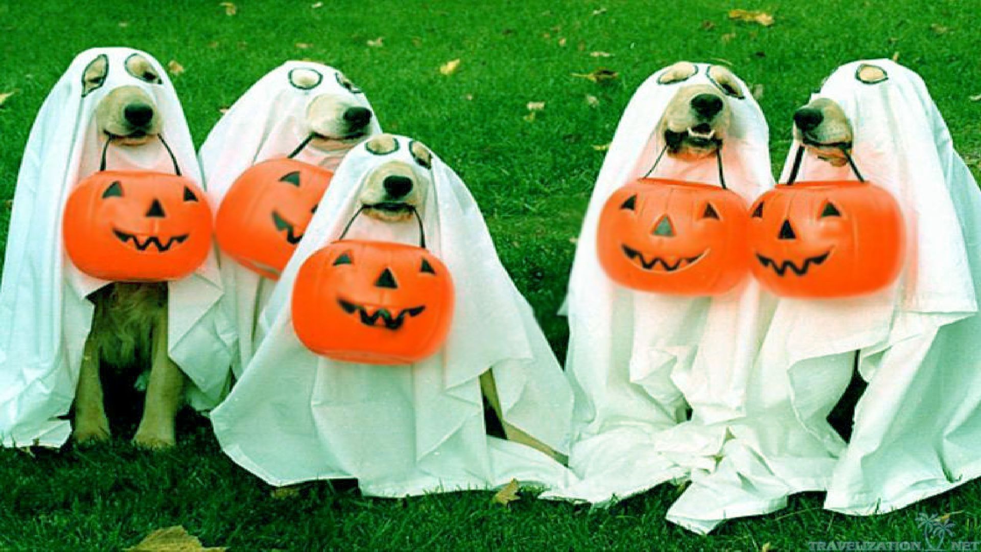 Cani costume fantasma Halloween, 1920x1080 Full HD, Desktop